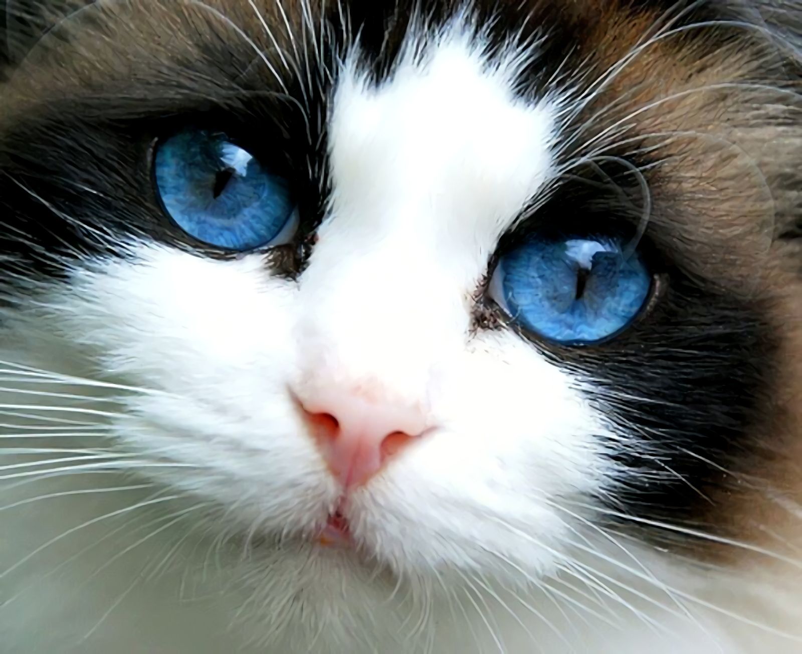 Трёхцветная кошка с голубыми глазами