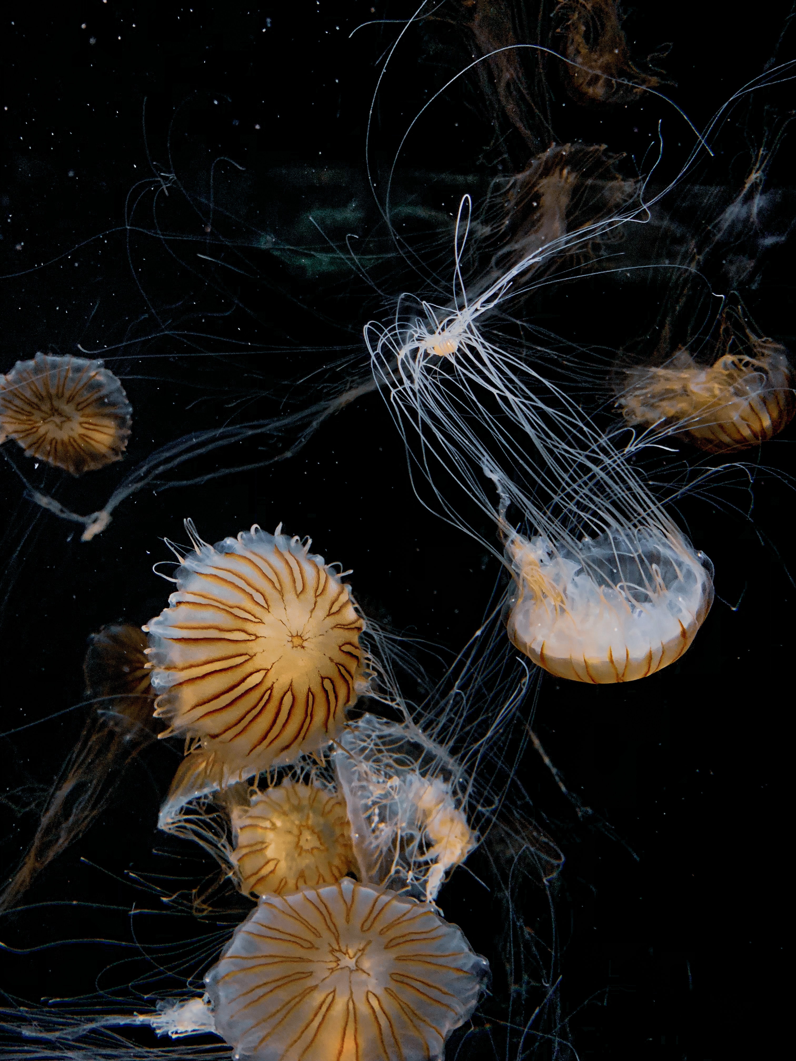 jellyfish, animals, black, tentacle, handsomely, it's beautiful
