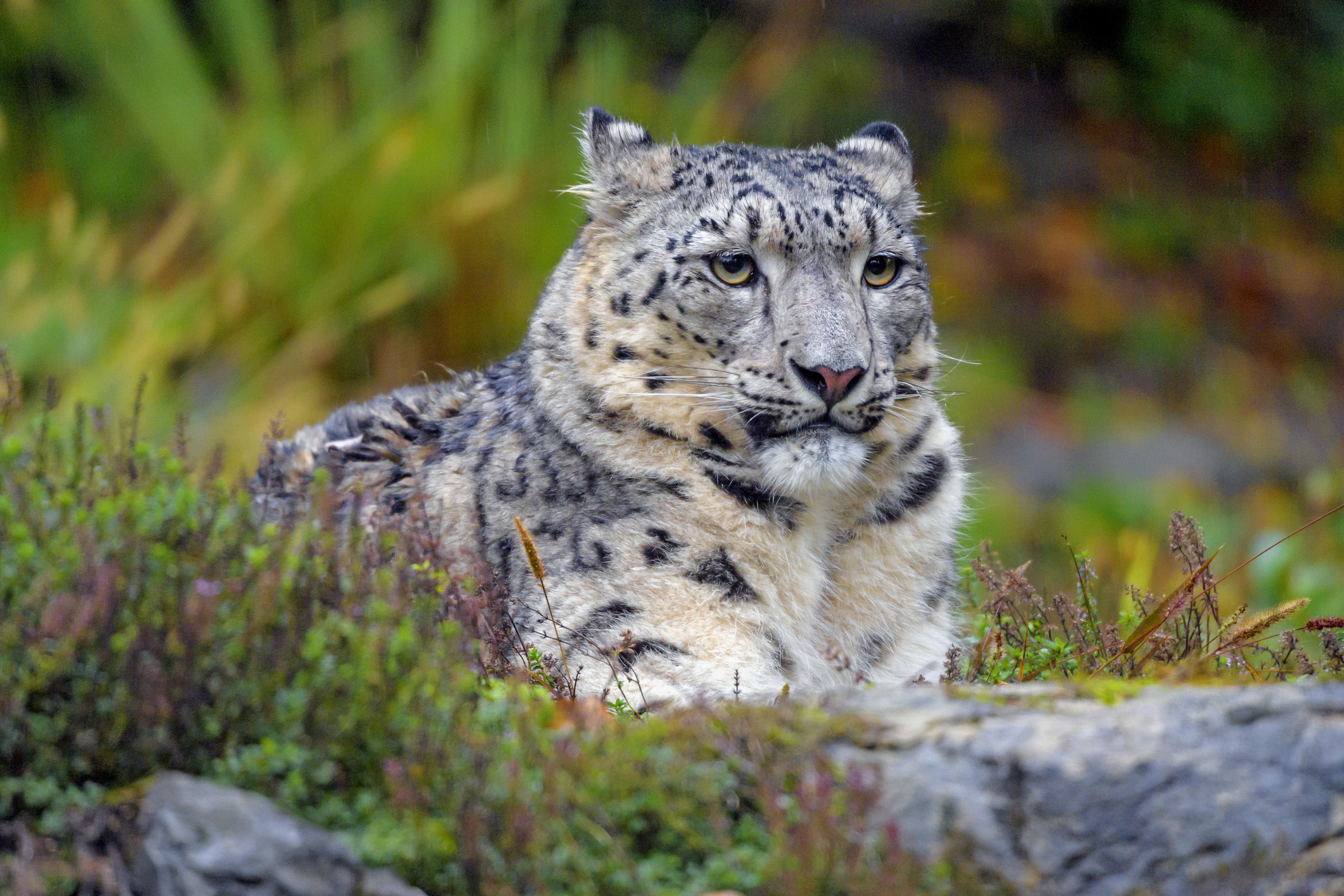 Download mobile wallpaper Sight, Opinion, Predator, Stains, Animals, Spots, Big Cat, Snow Leopard for free.