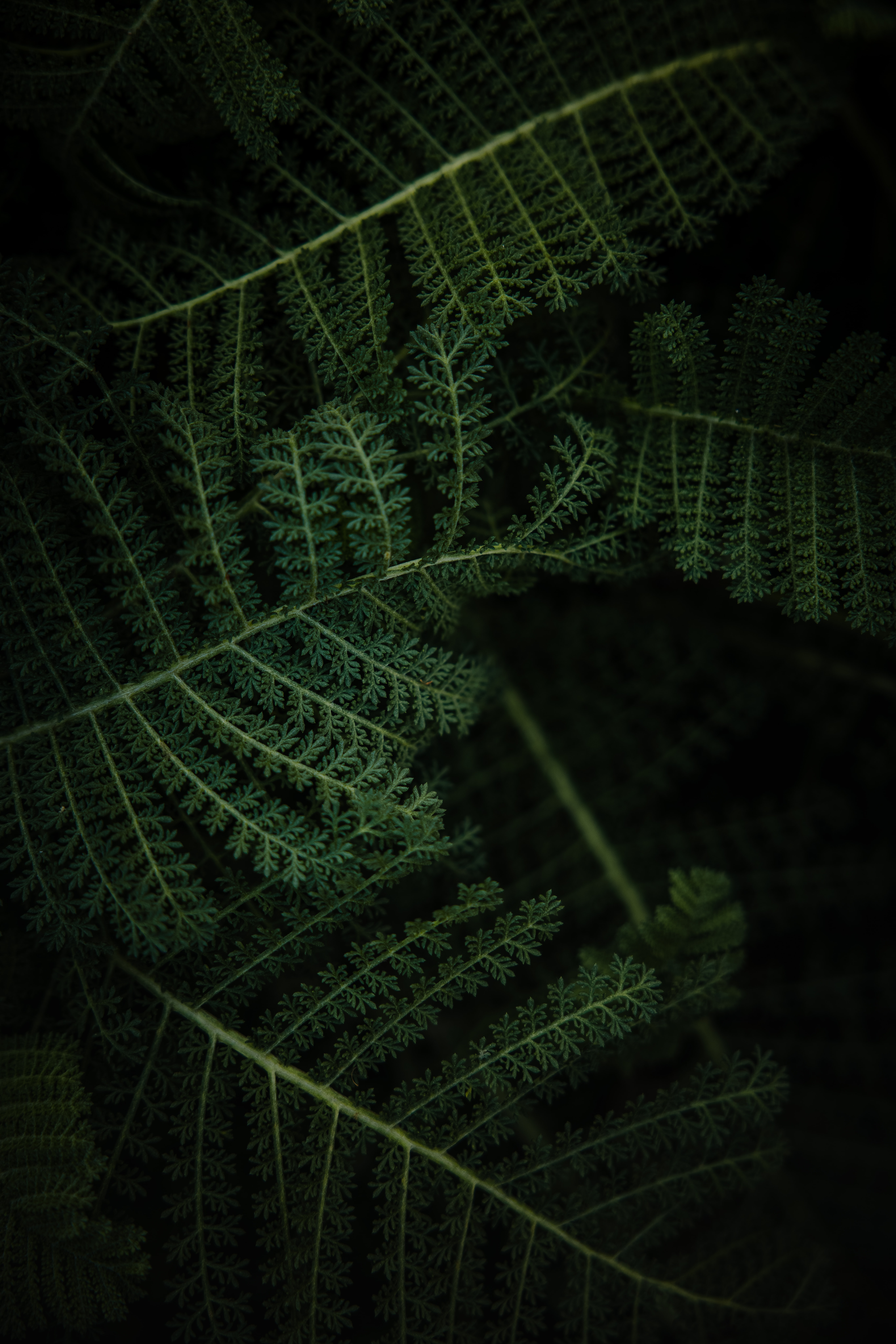 Download mobile wallpaper Macro, Leaves, Fern, Plant for free.