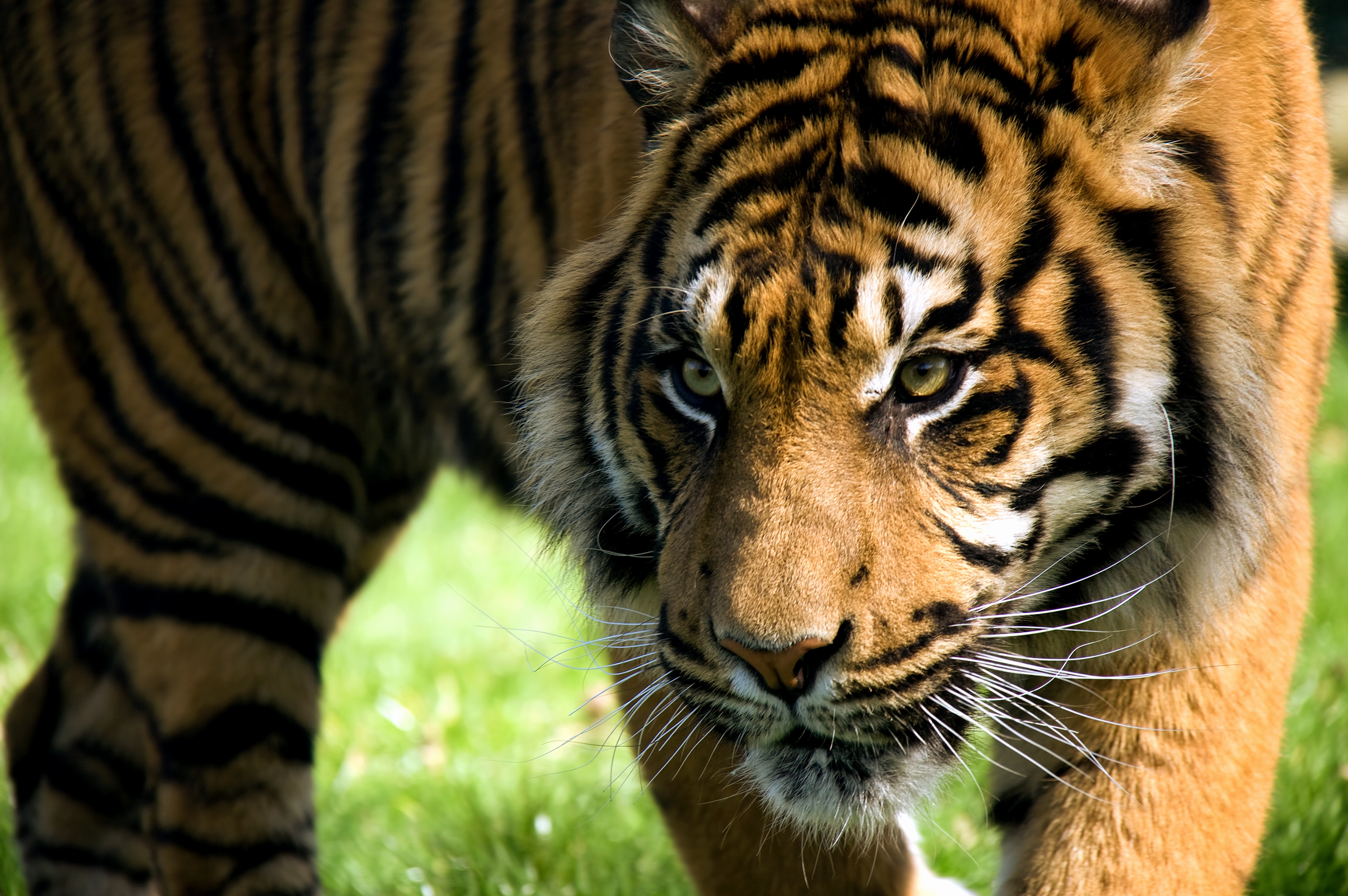 Download mobile wallpaper Striped, Animals, Big Cat, Muzzle, Predator, Tiger for free.