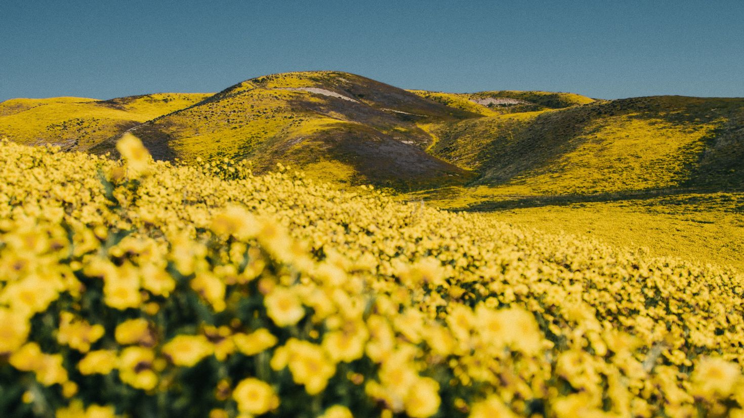 Желтые холмы
