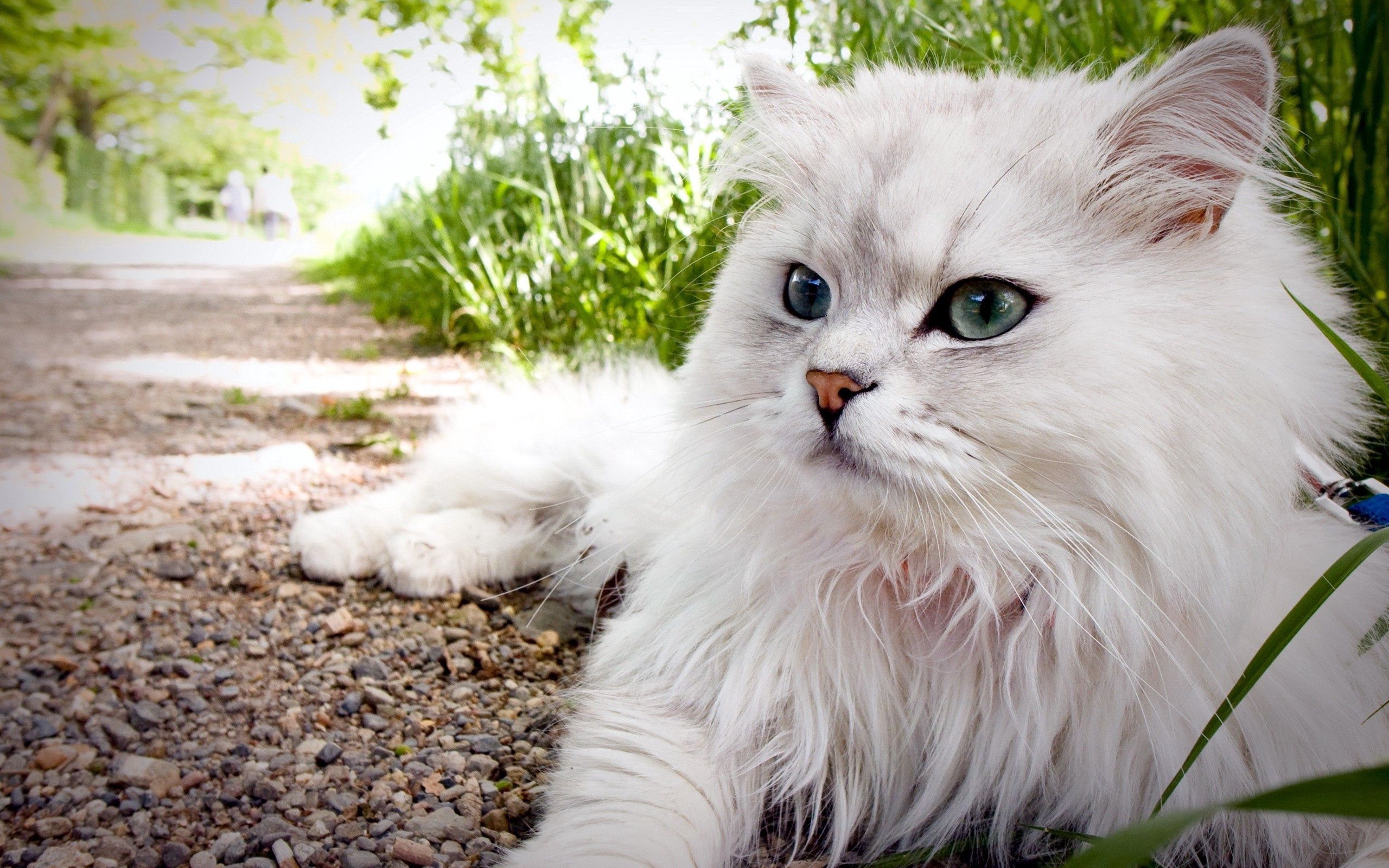 Download PC Wallpaper animals, grass, cat, fluffy, to lie down, lie, eyes