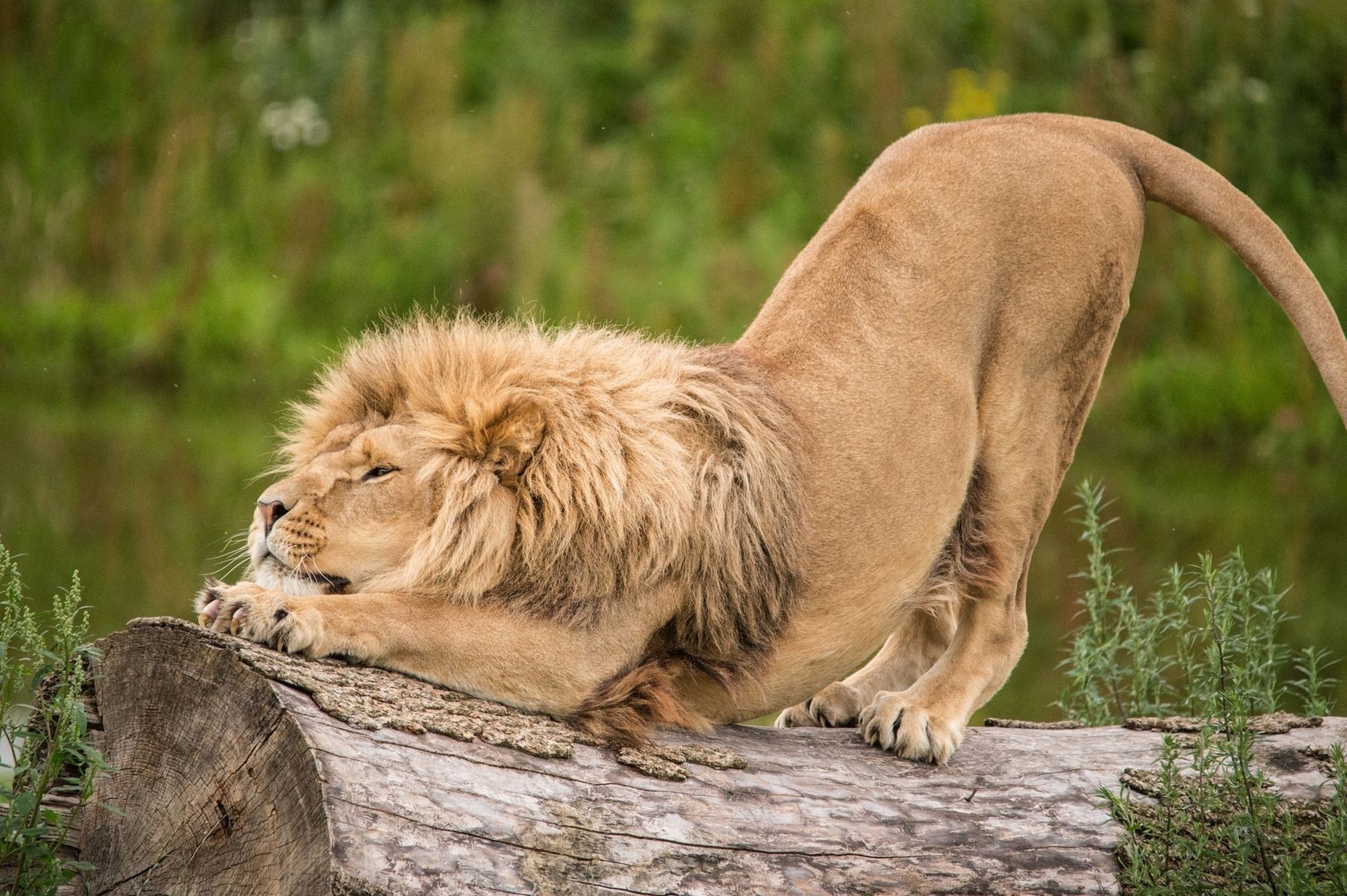 animals, lion, predator, log, stretch Free Stock Photo