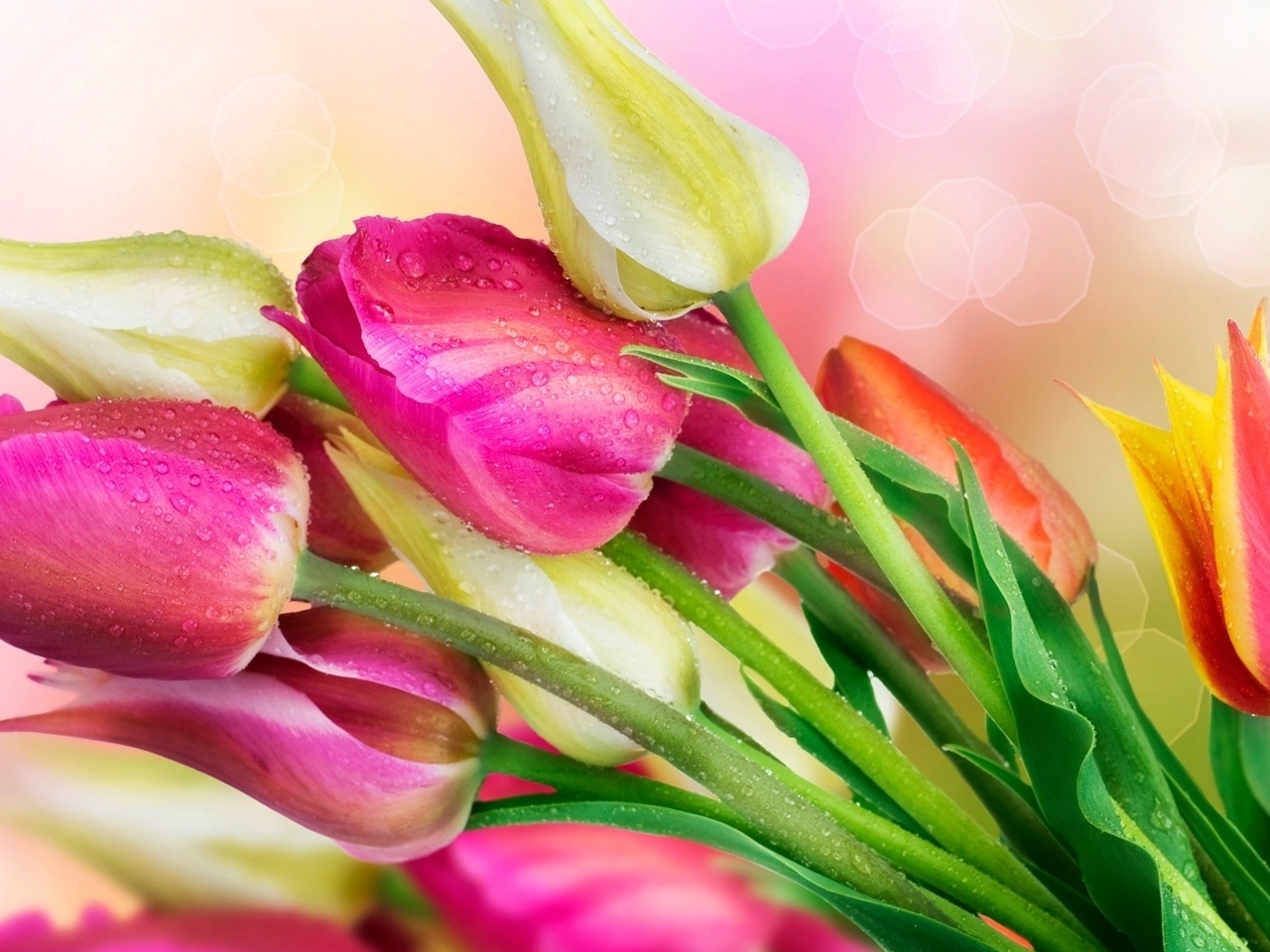 38650 Bildschirmschoner und Hintergrundbilder Tulpen auf Ihrem Telefon. Laden Sie  Bilder kostenlos herunter