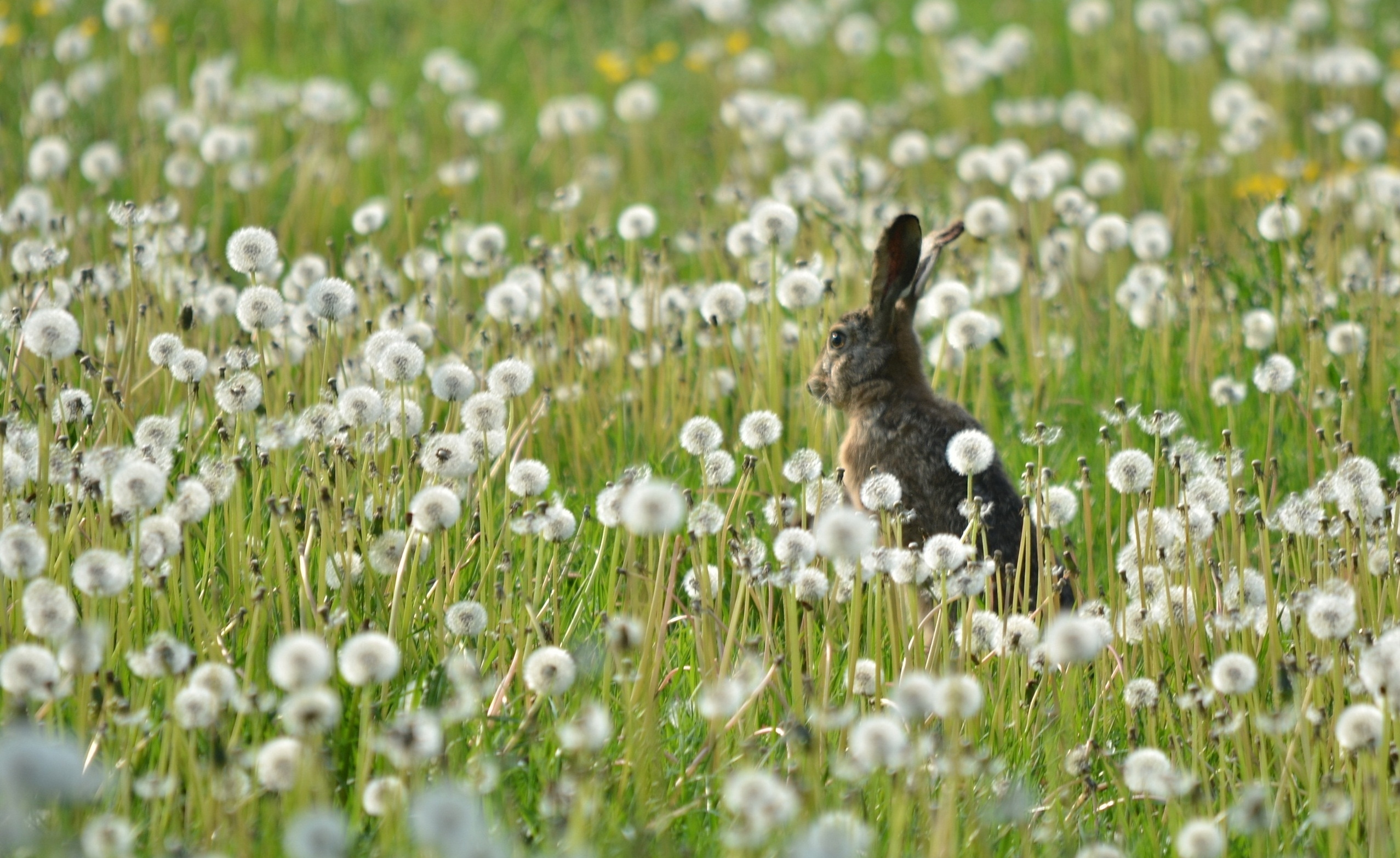 Download mobile wallpaper Field, Animals, Flowers, Hare, Grass, Dandelions for free.