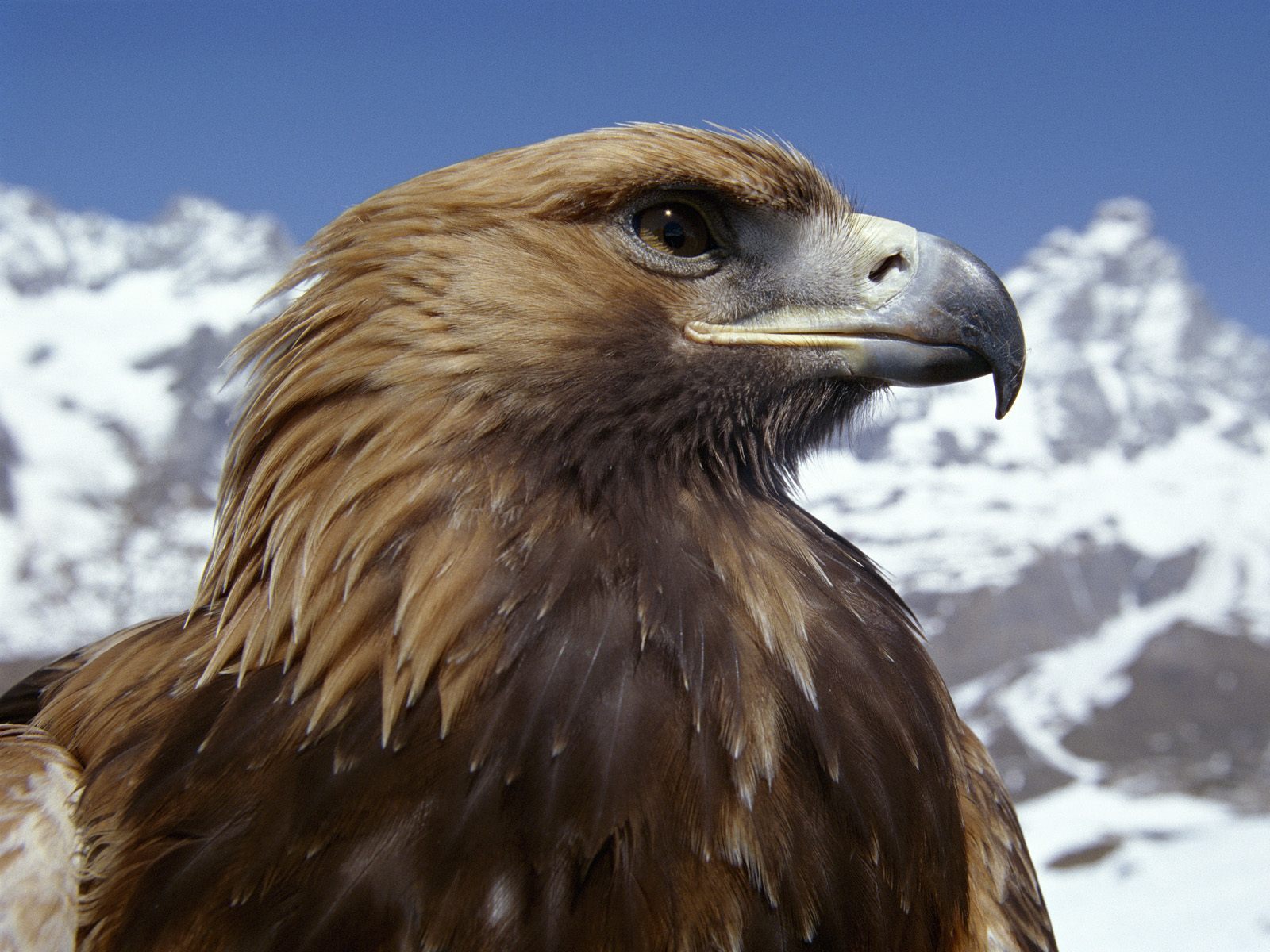 Descarga gratuita de fondo de pantalla para móvil de Birds, Animales, Eagles.