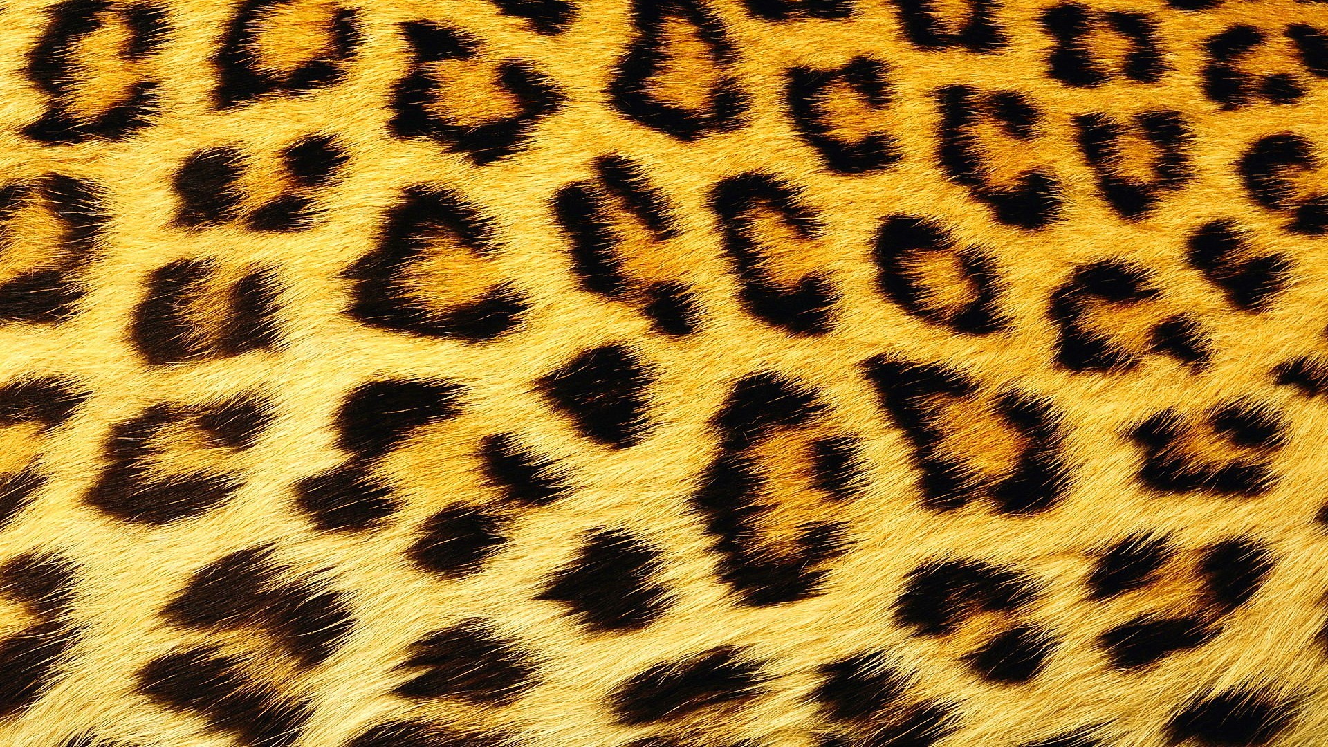 Леопардовые обои на телефон