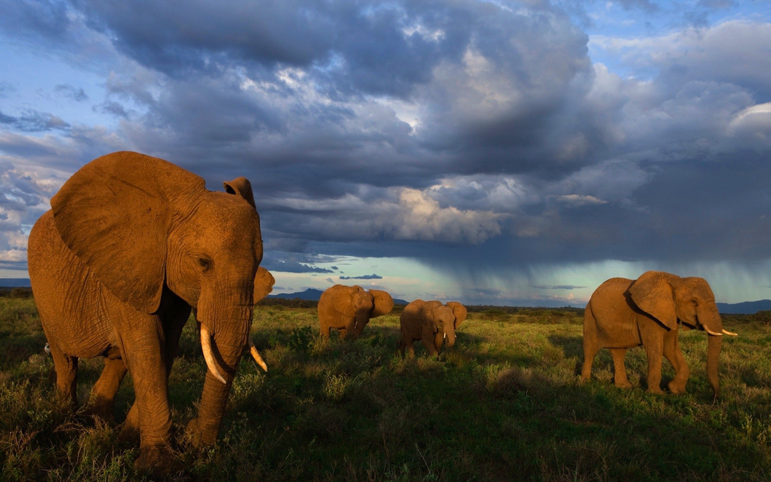 elephants, animals, grass, stroll, herd wallpapers for tablet
