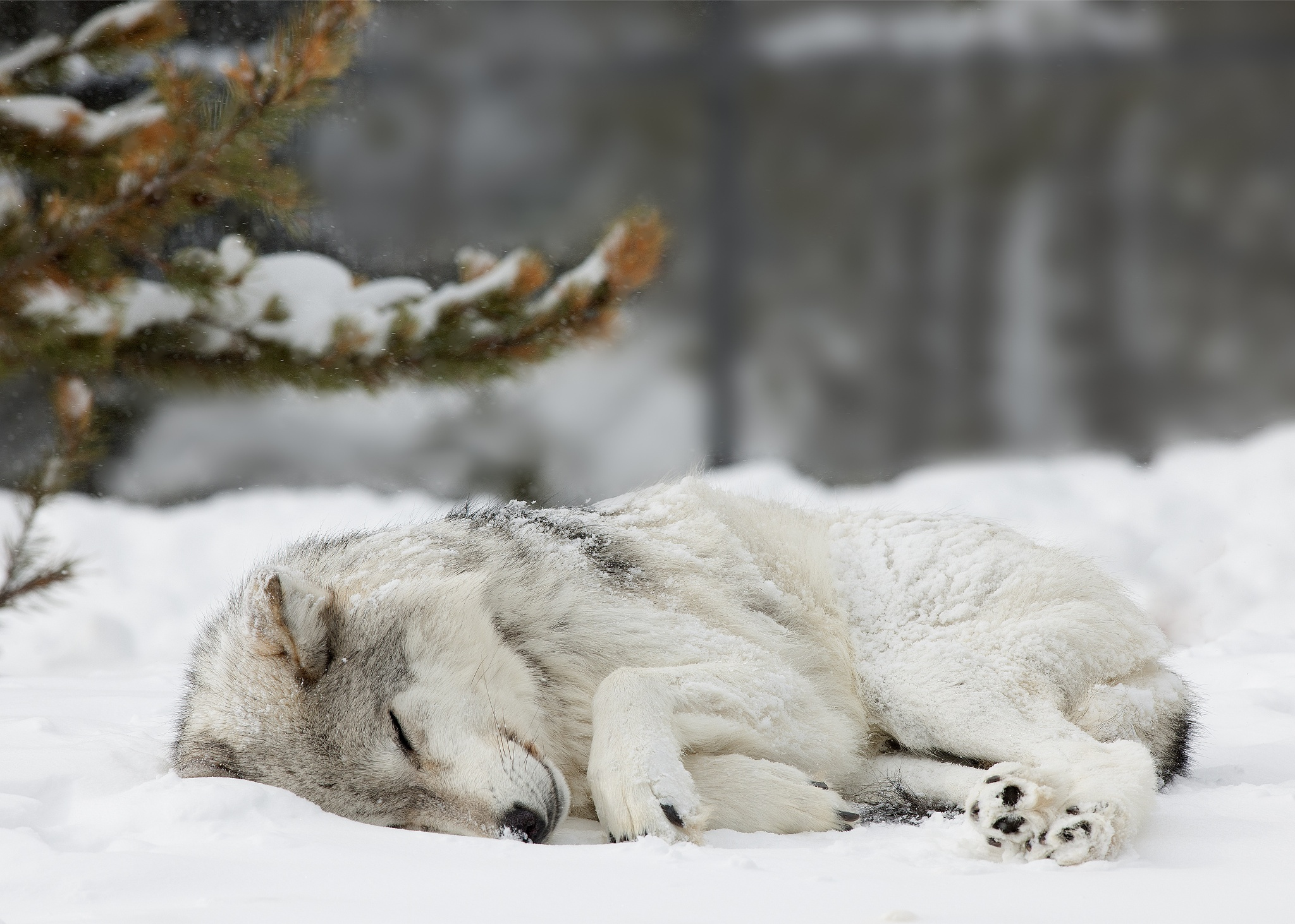 Волк Зимой В Лесу