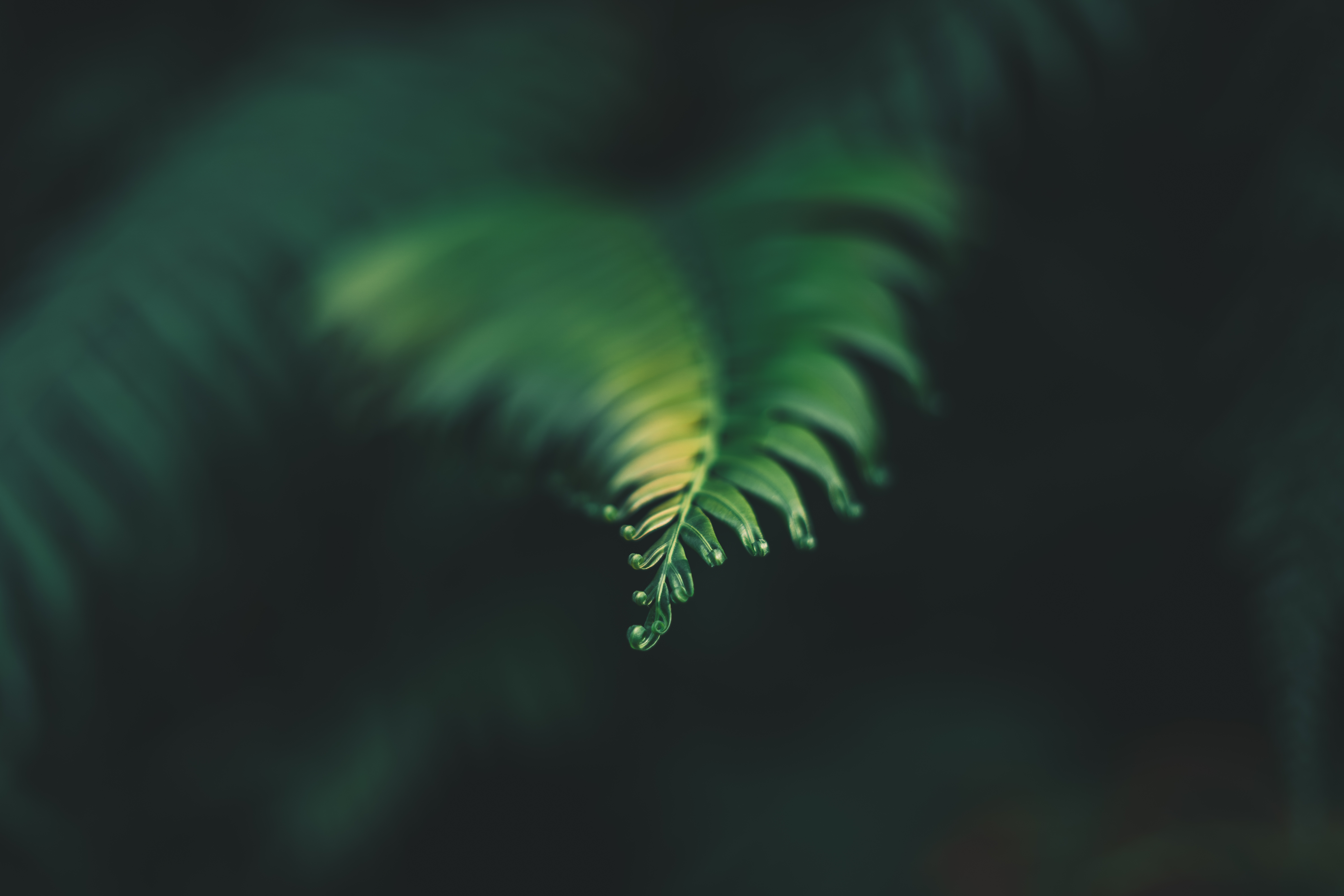 carved, green, plant, macro, blur, smooth, sheet, leaf for android