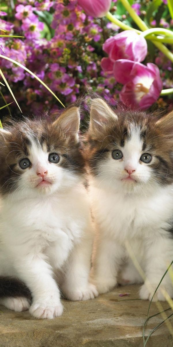 Всякие кошечки. Красивые котята. Красивые котики. Красивые кошечки. Красивые пушистые котята.