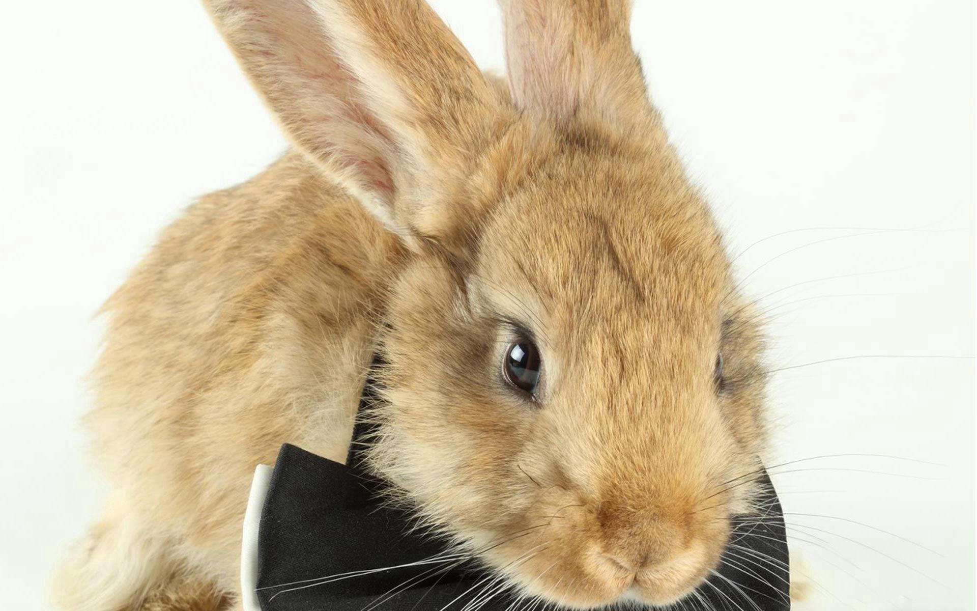 Laden Sie das Bogen, Kind, Tot, Tiere, Wolle, Kaninchen-Bild kostenlos auf Ihren PC-Desktop herunter
