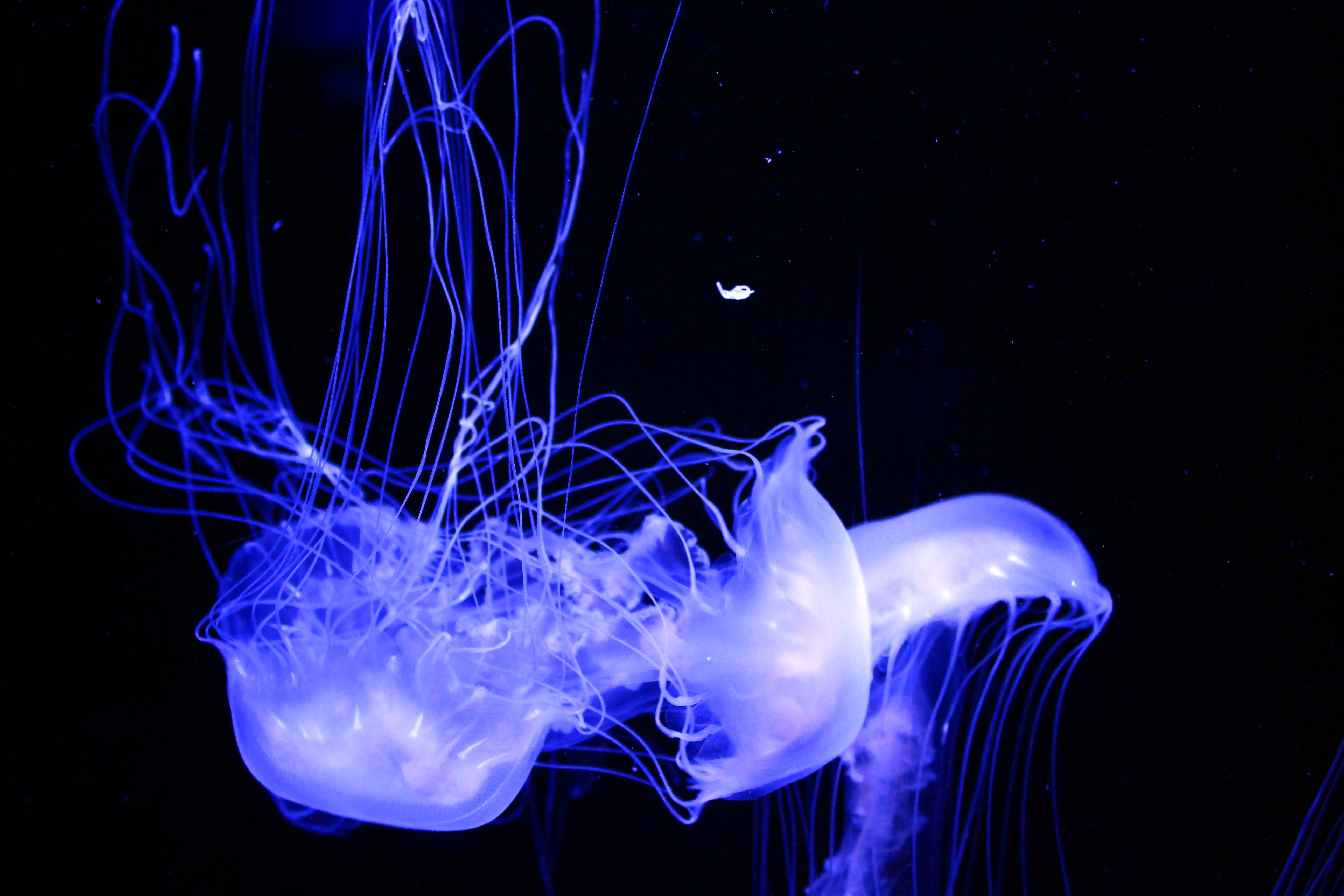 54776 завантажити шпалери тварини, медуза, фосфор, світиться, блискучий - заставки і картинки безкоштовно
