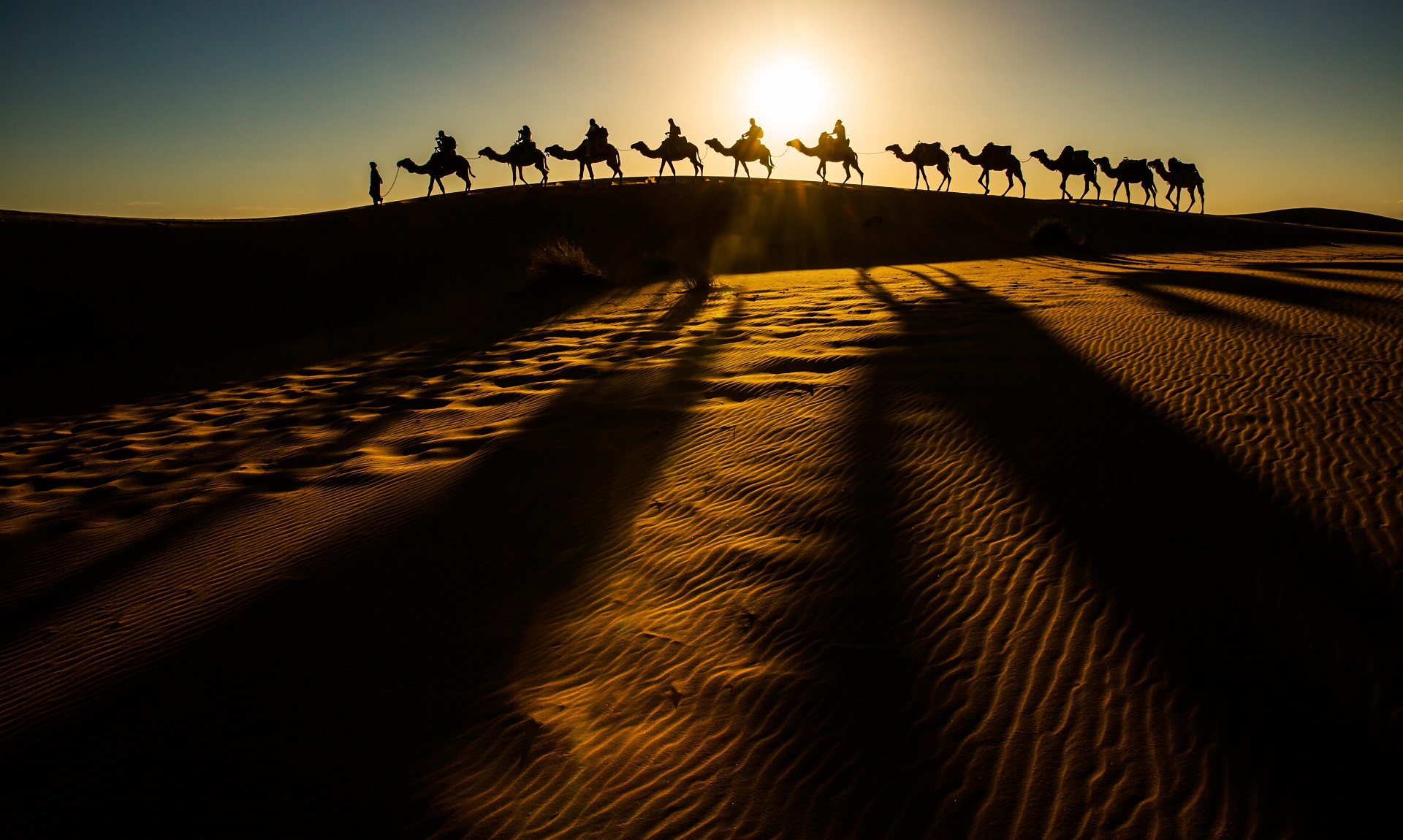 caravan, photography, camel, desert 5K