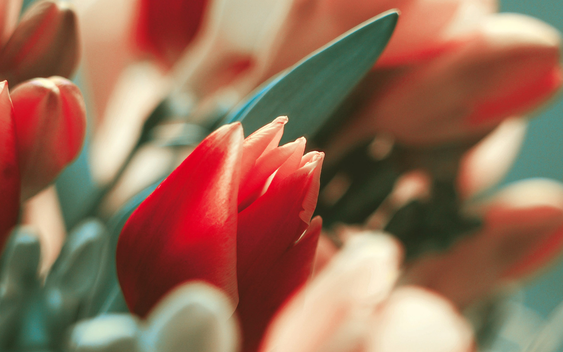 8 Марта Минимализм тюльпаны