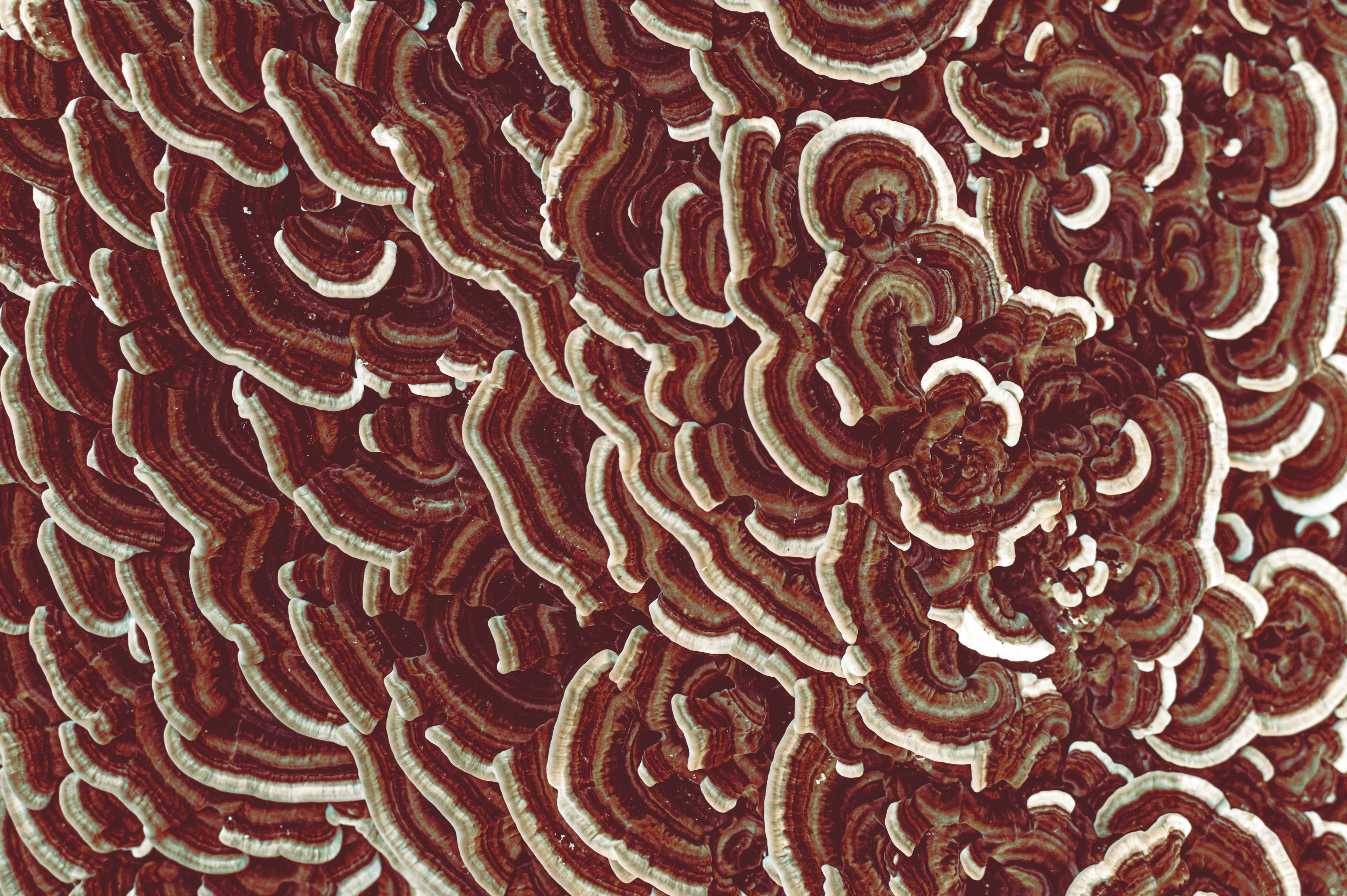 在您的 PC 桌面上免費下載 蘑菇, 宏, 质地, 纹理, 棕色的, 棕色, 表面 圖片