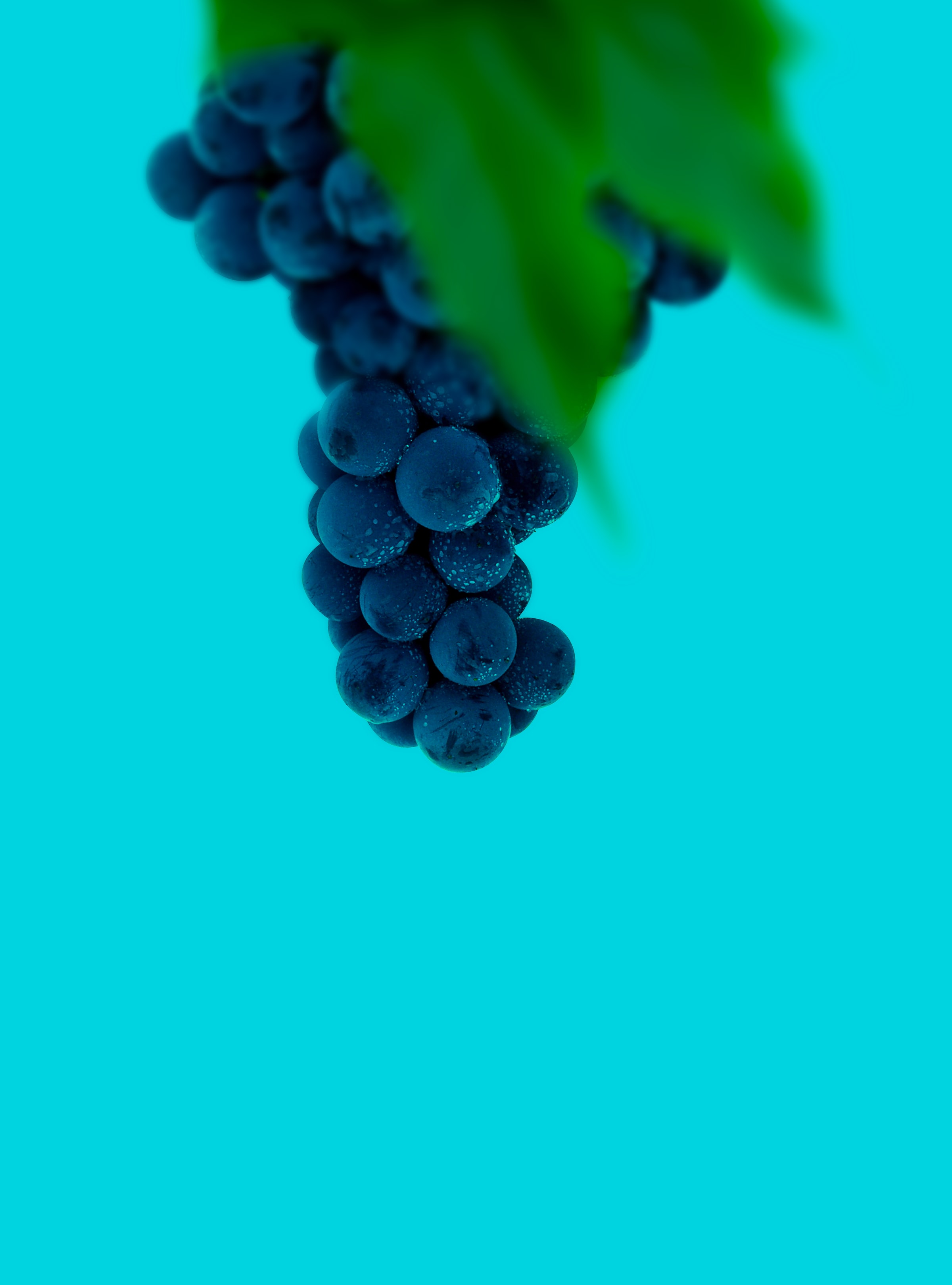 102999 скачать обои виноград, мокрый, гроздь, ягоды, макро - заставки и картинки бесплатно