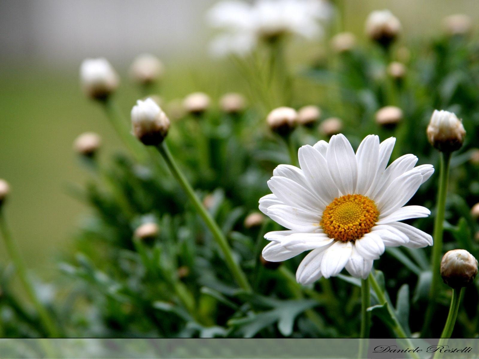 plants, flowers, camomile, green