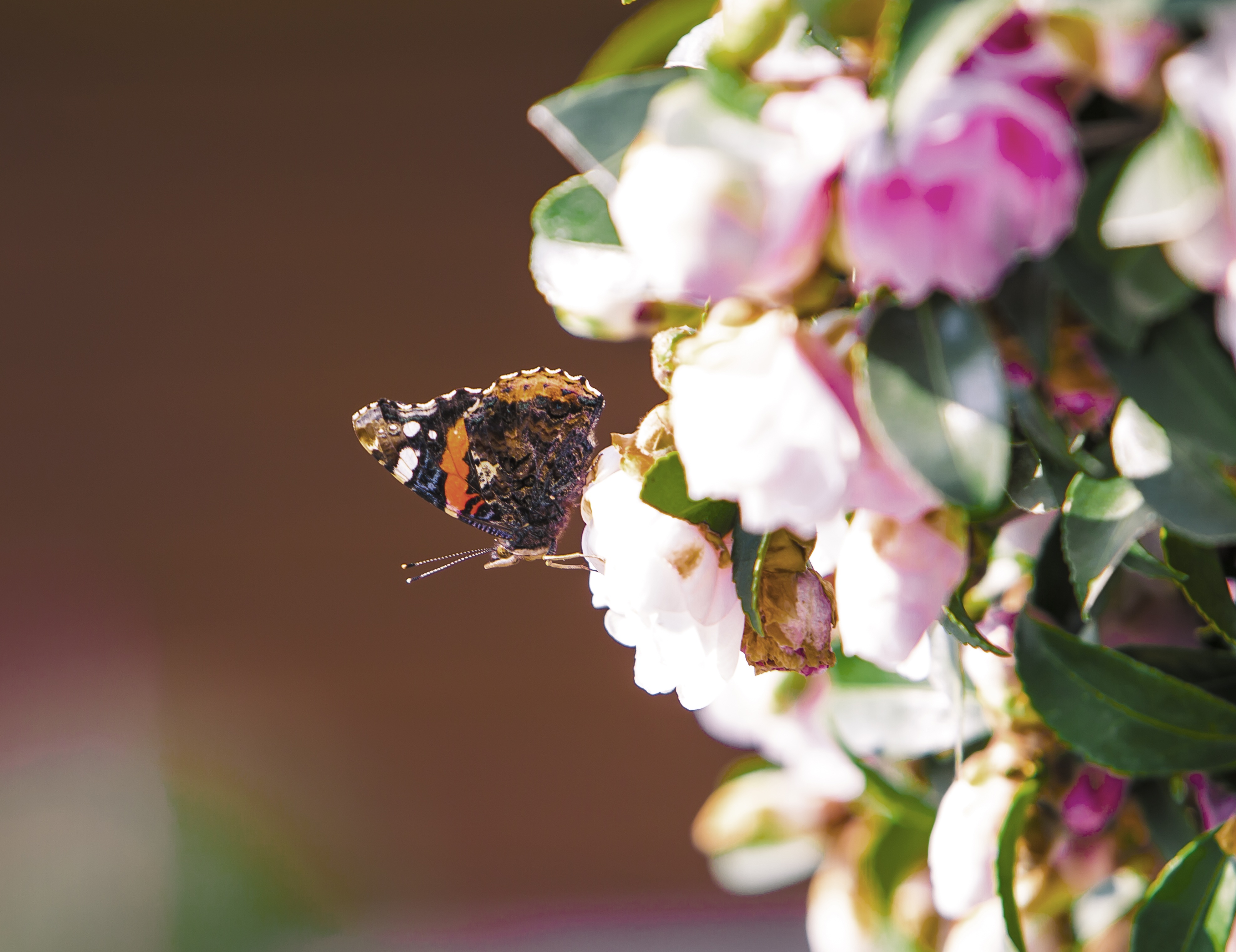 Téléchargez gratuitement l'image Fleurs, Macro, Insecte, Papillon sur le bureau de votre PC