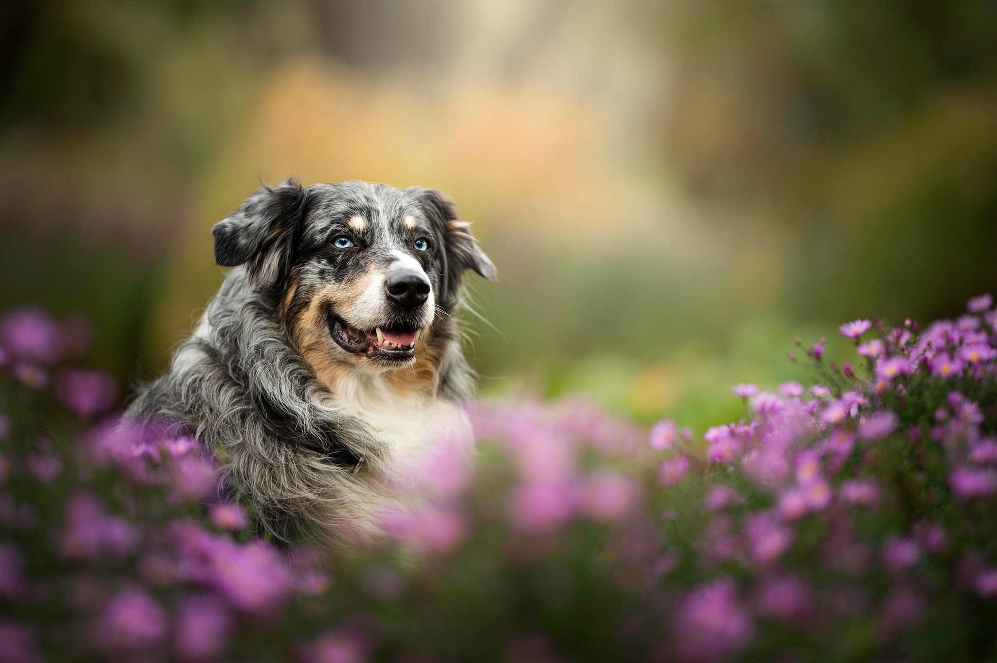 Download mobile wallpaper Dogs, Dog, Animal, Australian Shepherd, Purple Flower, Depth Of Field for free.