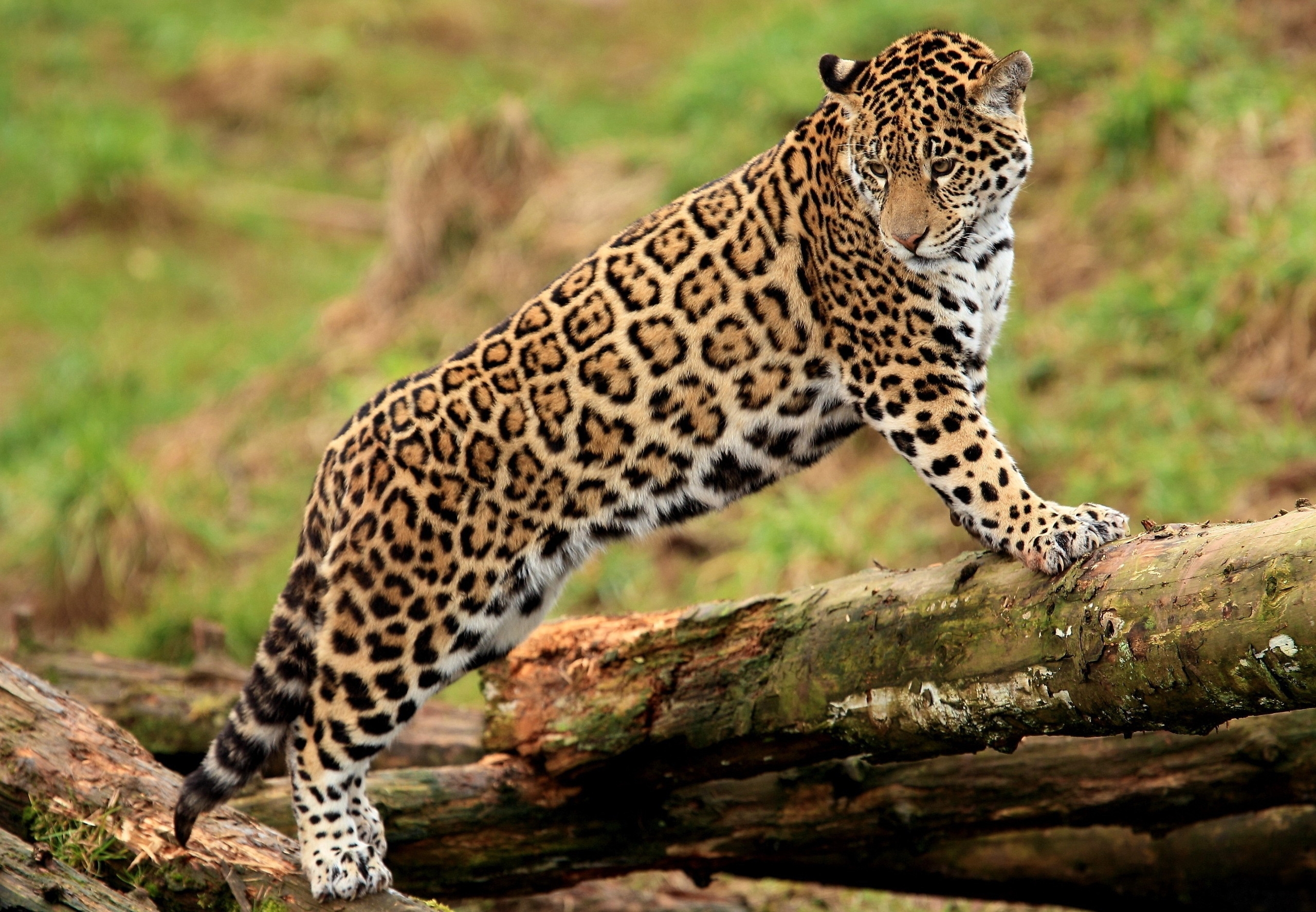 Handy-Wallpaper Jaguar, Log, Protokoll, Raubtier, Predator, Big Cat, Große Katze, Tiere kostenlos herunterladen.