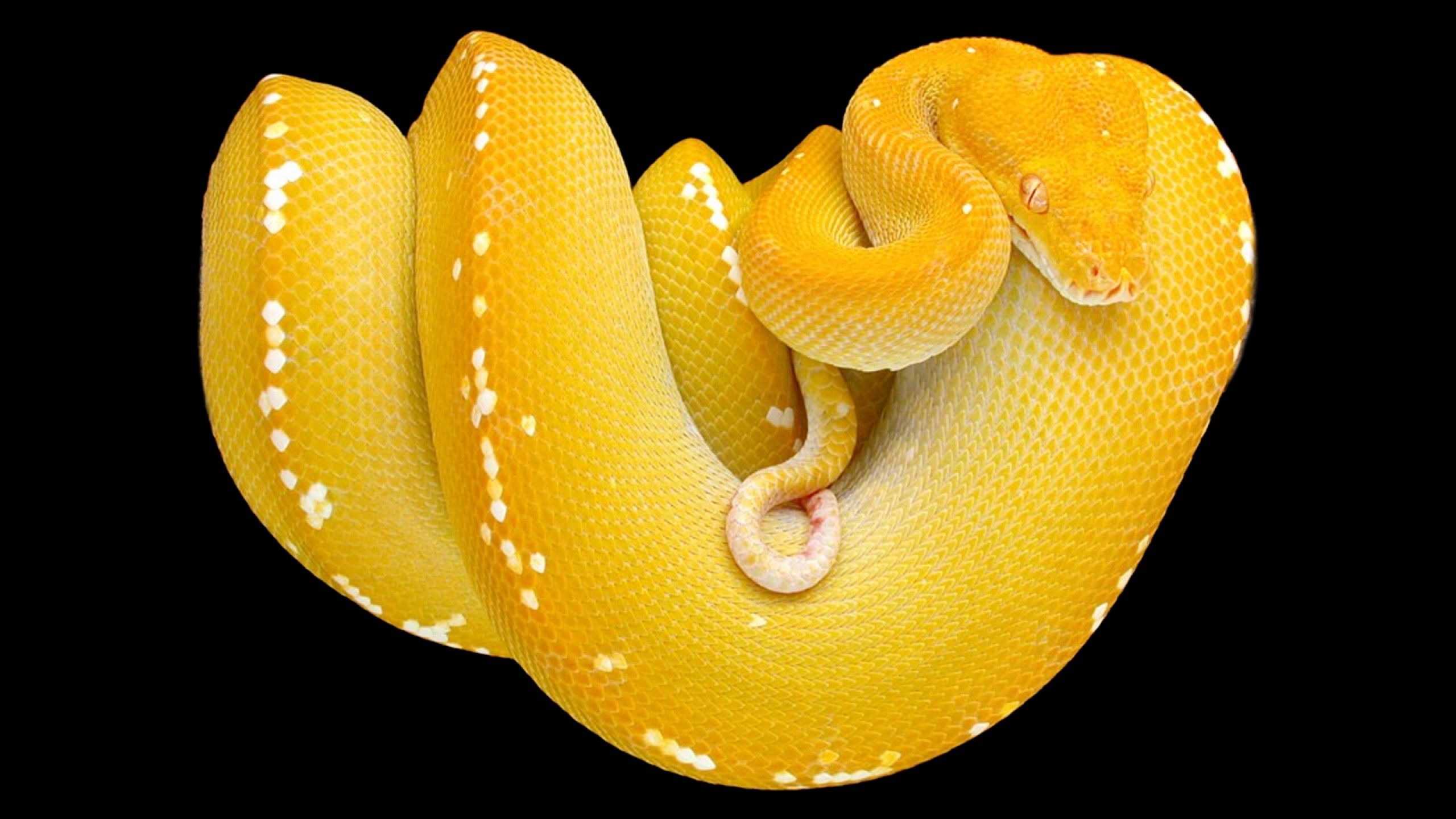 snake, yellow, animal, python, reptile, tree snake, reptiles