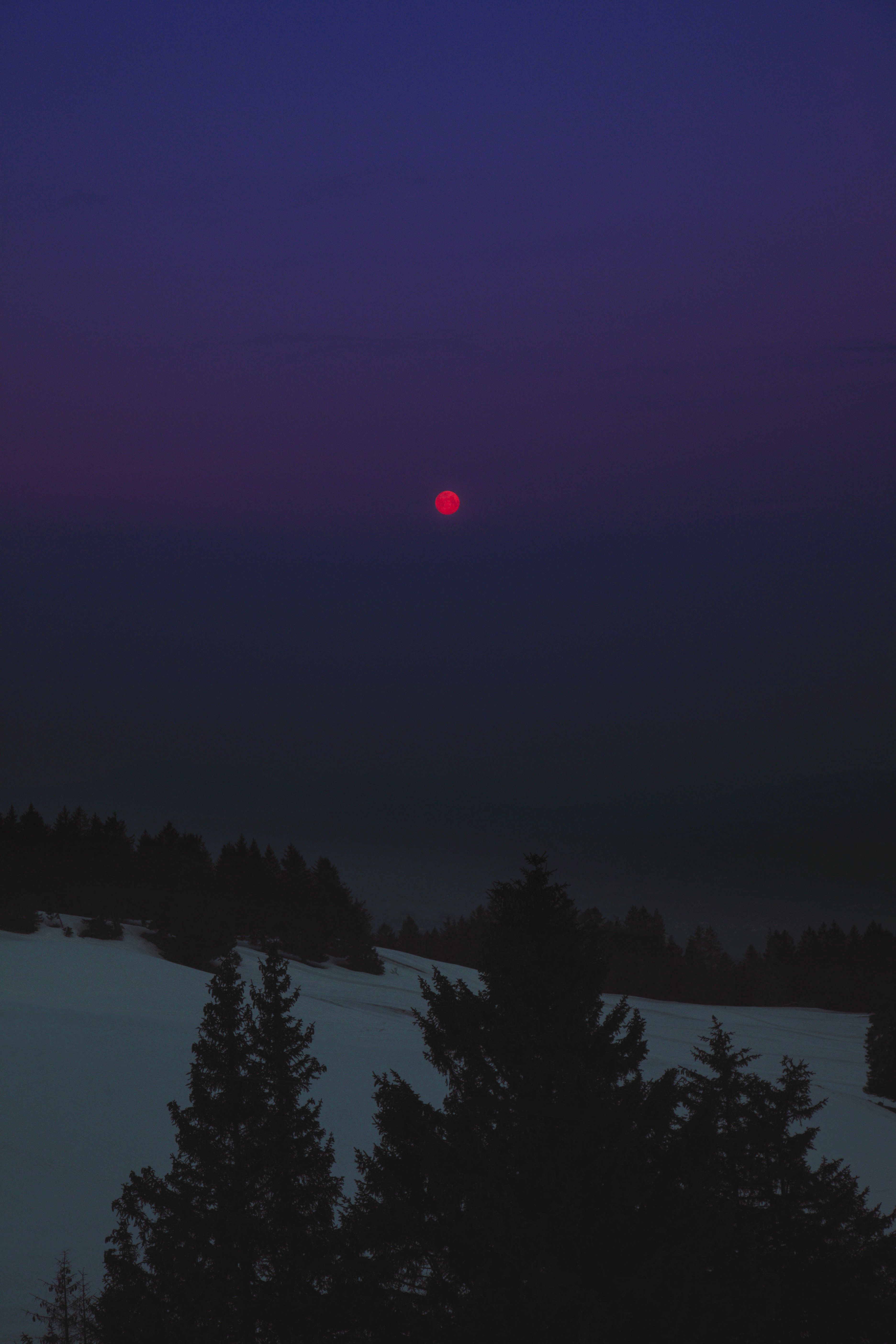 winter, night, trees, landscape, moon, dark 8K