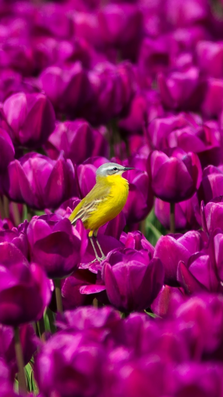 animal, wagtail, tulip, bird, purple flower, passerine, birds