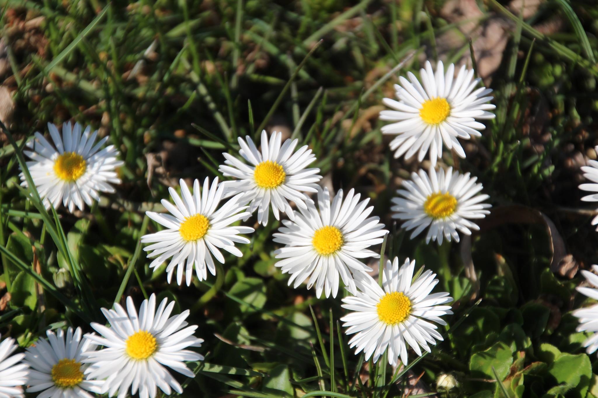 Ромашка белая цветок Луговой
