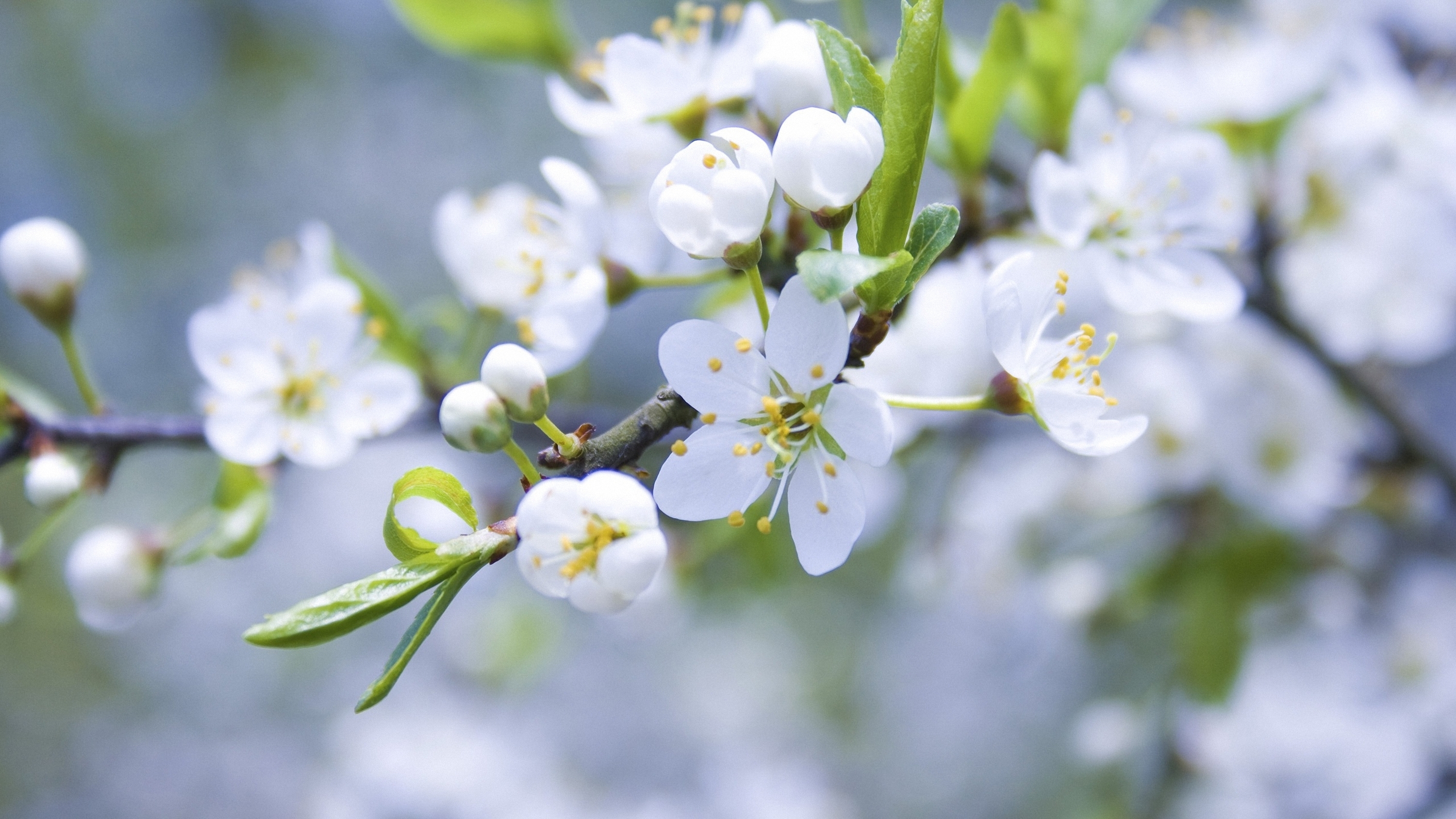 spring, macro, branch, blooming, apple tree, blossoming Full HD