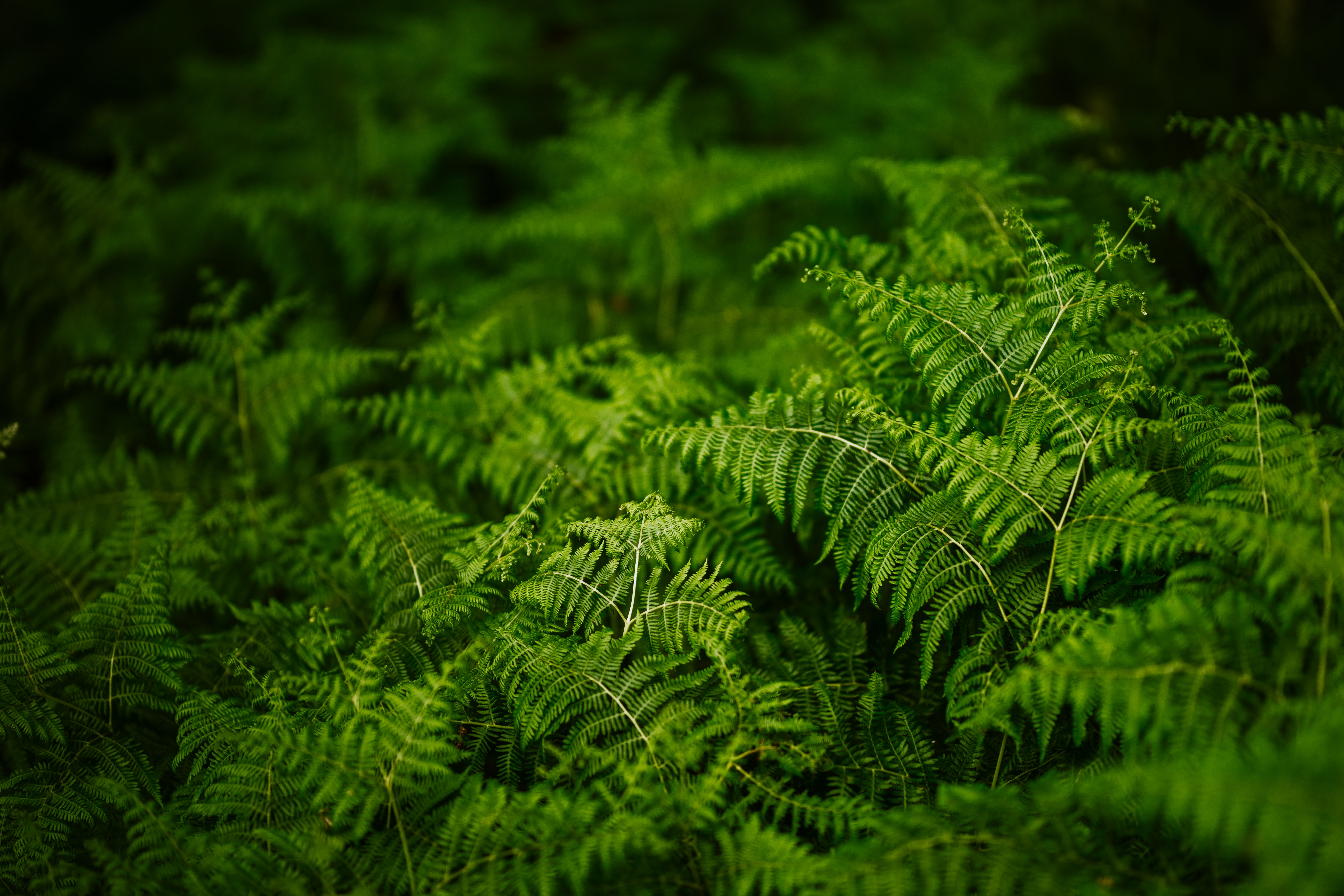 82176 free download Green wallpapers for phone,  Green images and screensavers for mobile