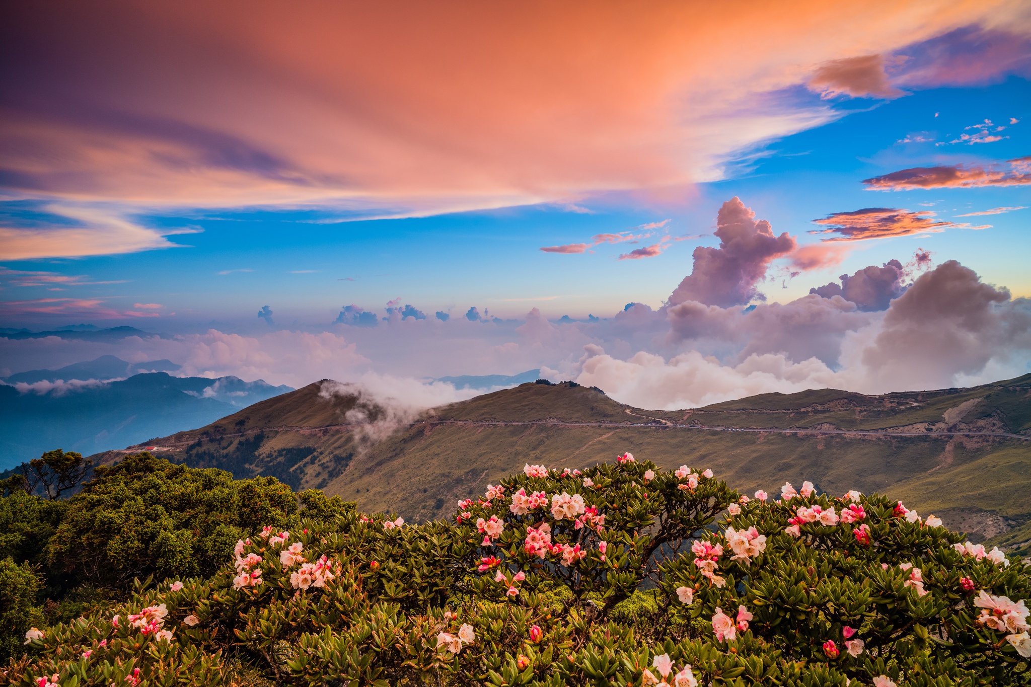 Цвет холм. Цветы в горах. Пейзаж цветы. Пейзажи с цветами. Розовый рассвет в горах.
