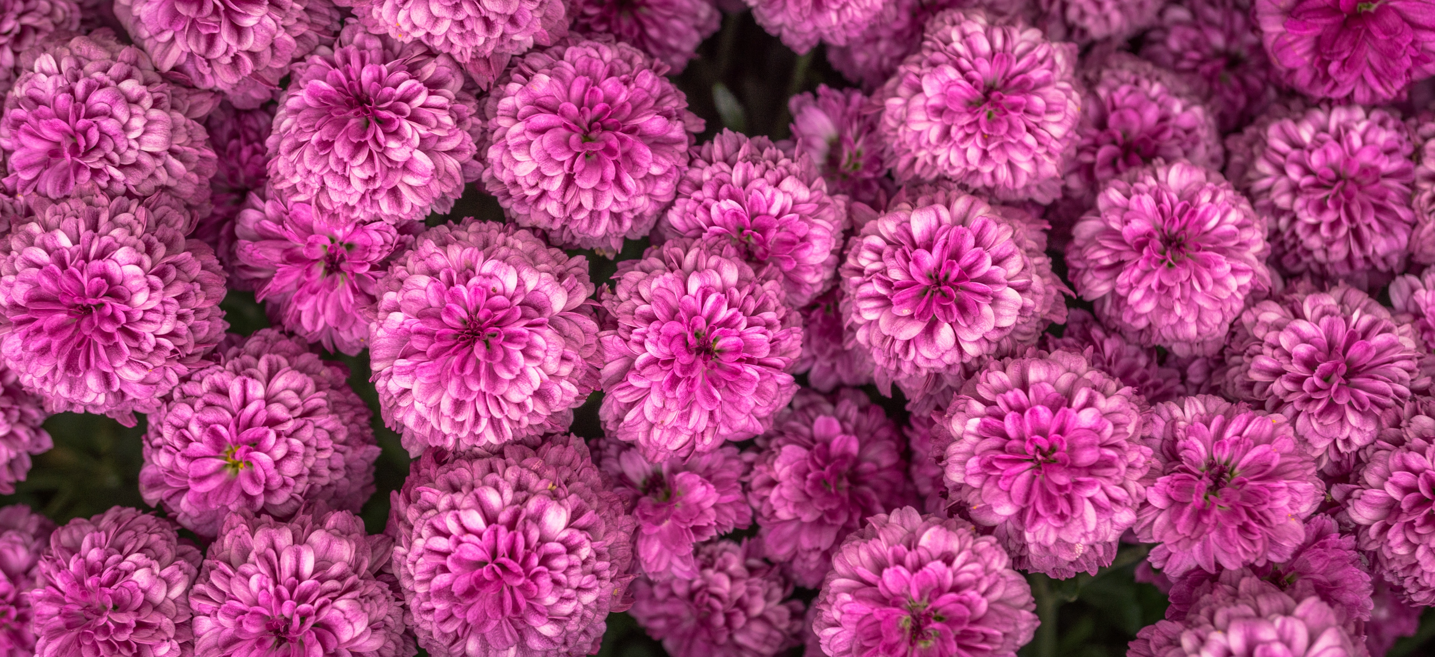 Download mobile wallpaper Chrysanthemum, Flowers, Pink for free.
