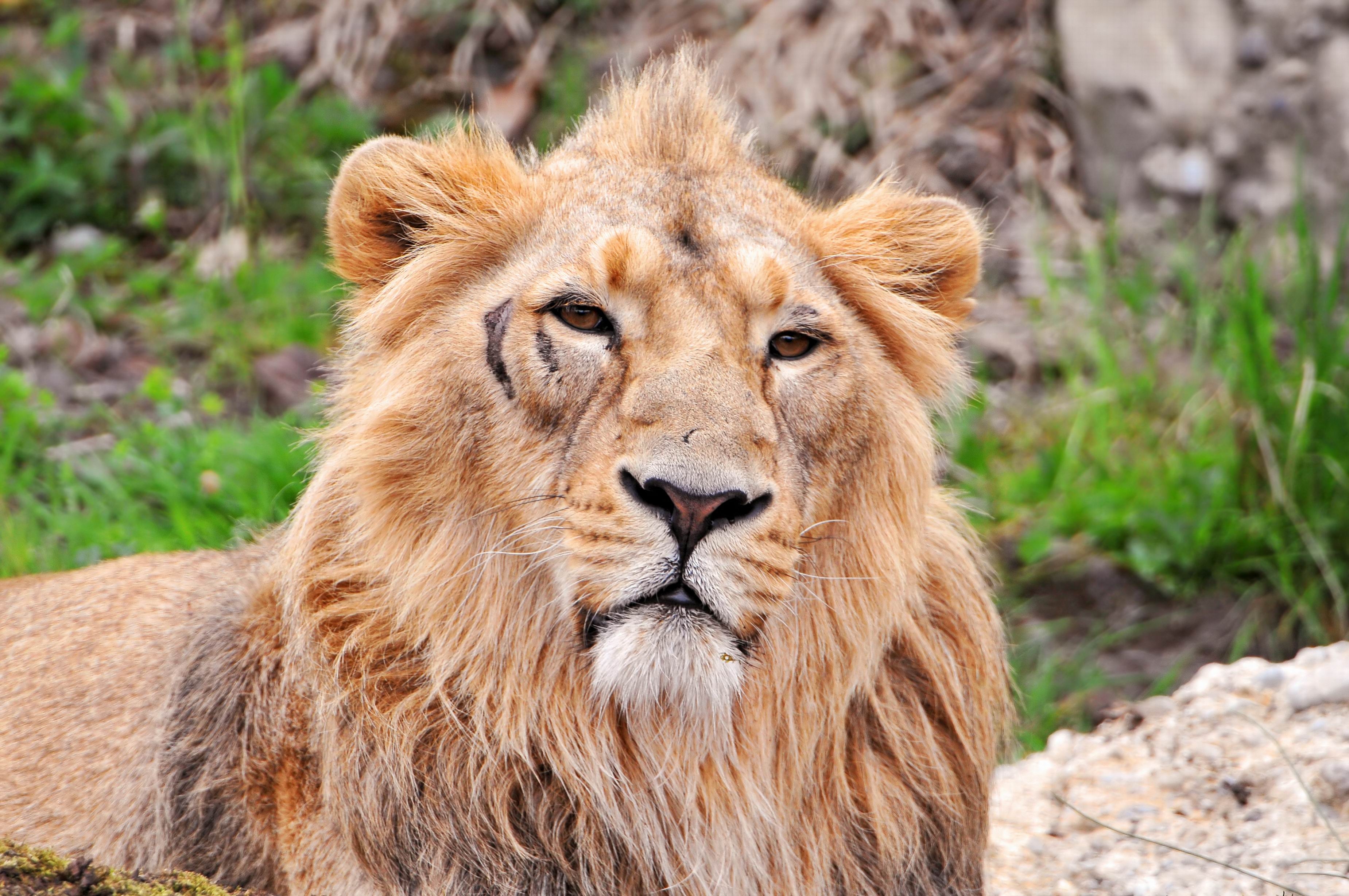 123811 descargar imagen animales, bozal, un leon, león, depredador, gato grande: fondos de pantalla y protectores de pantalla gratis