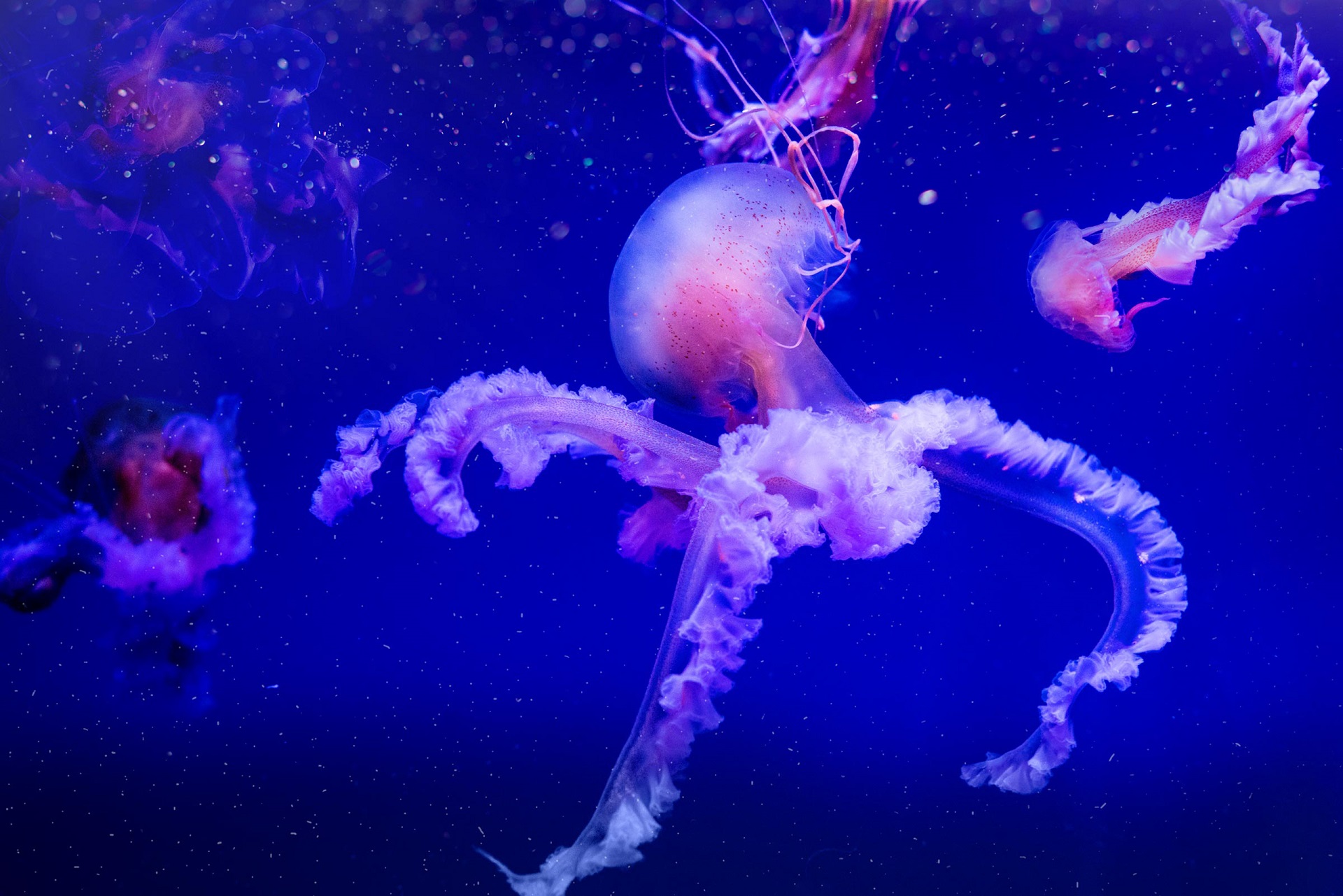 Созвездие медузы