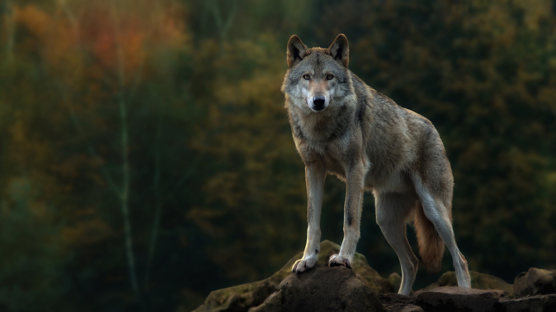 367467 скачать обои волки, волк, серый волк, животные - заставки и картинки бесплатно