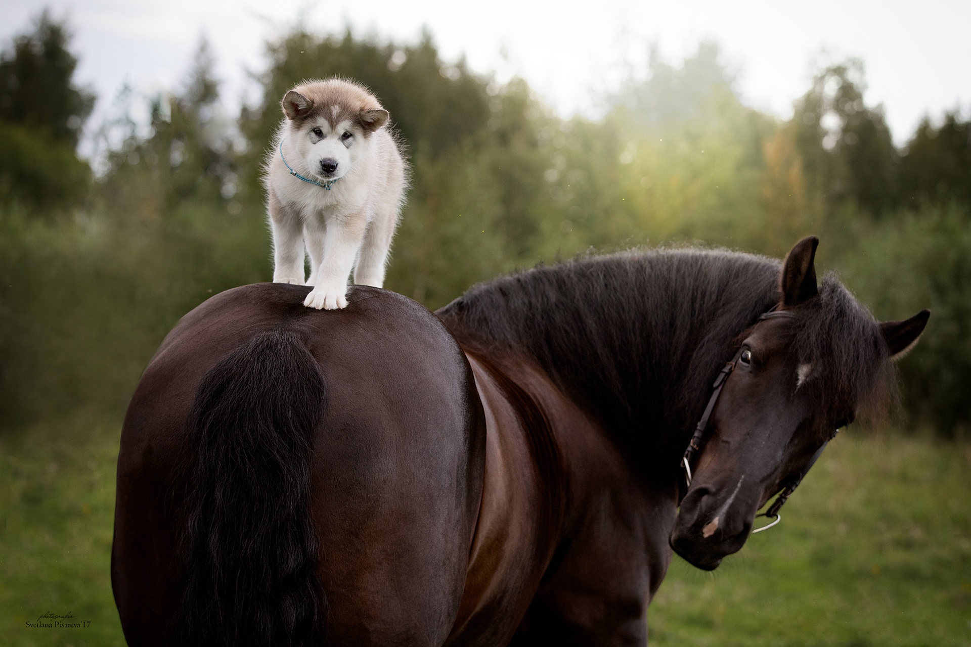 лошадь и собака картинки