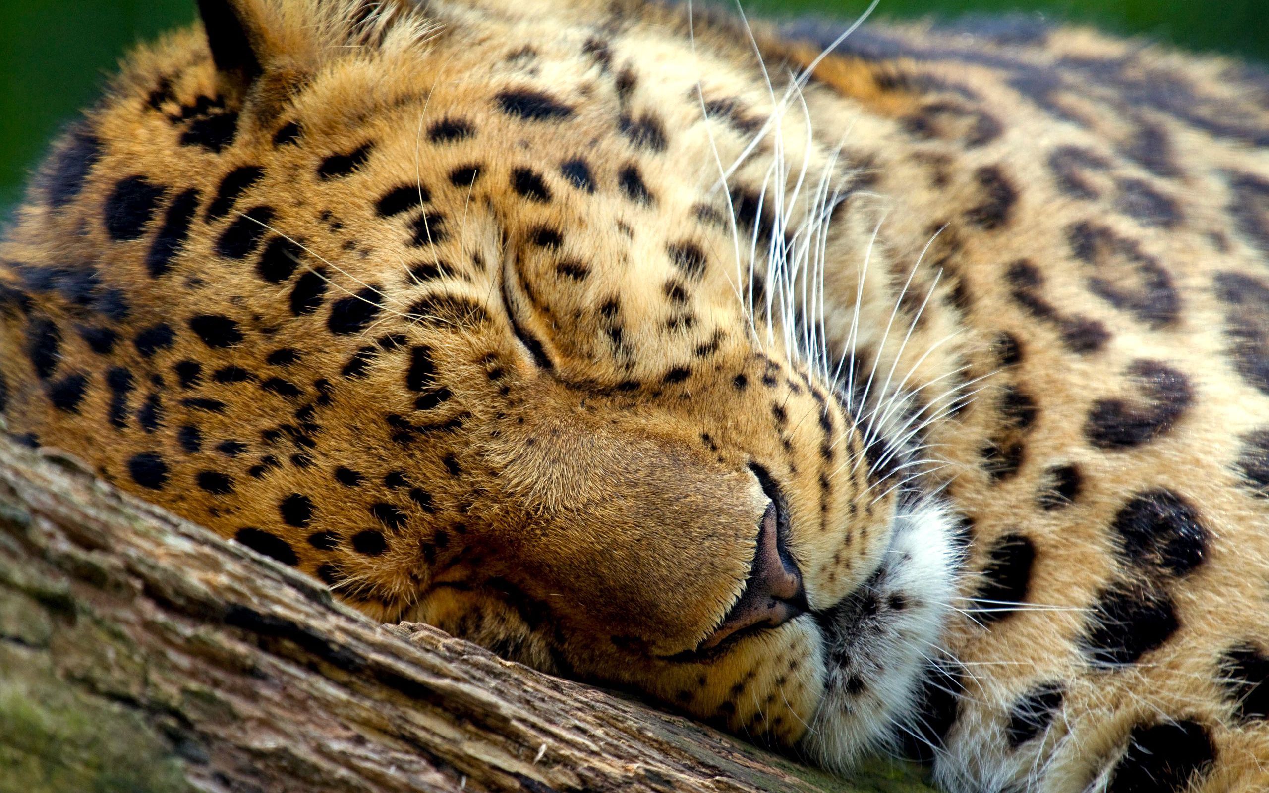 Baixar papel de parede para celular de Animais, Leopardo, Focinho, Fechar Se, Close Up, Dormir, Sonho gratuito.