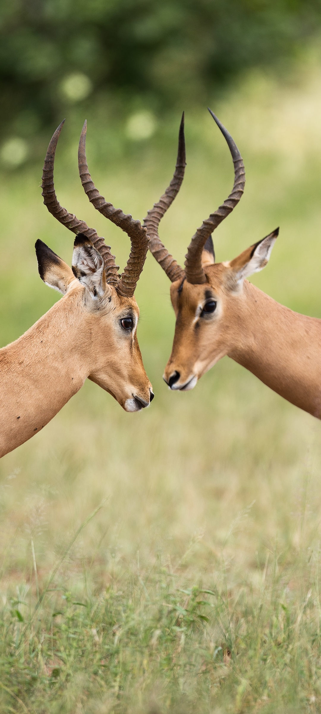 wallpapers animal, impala
