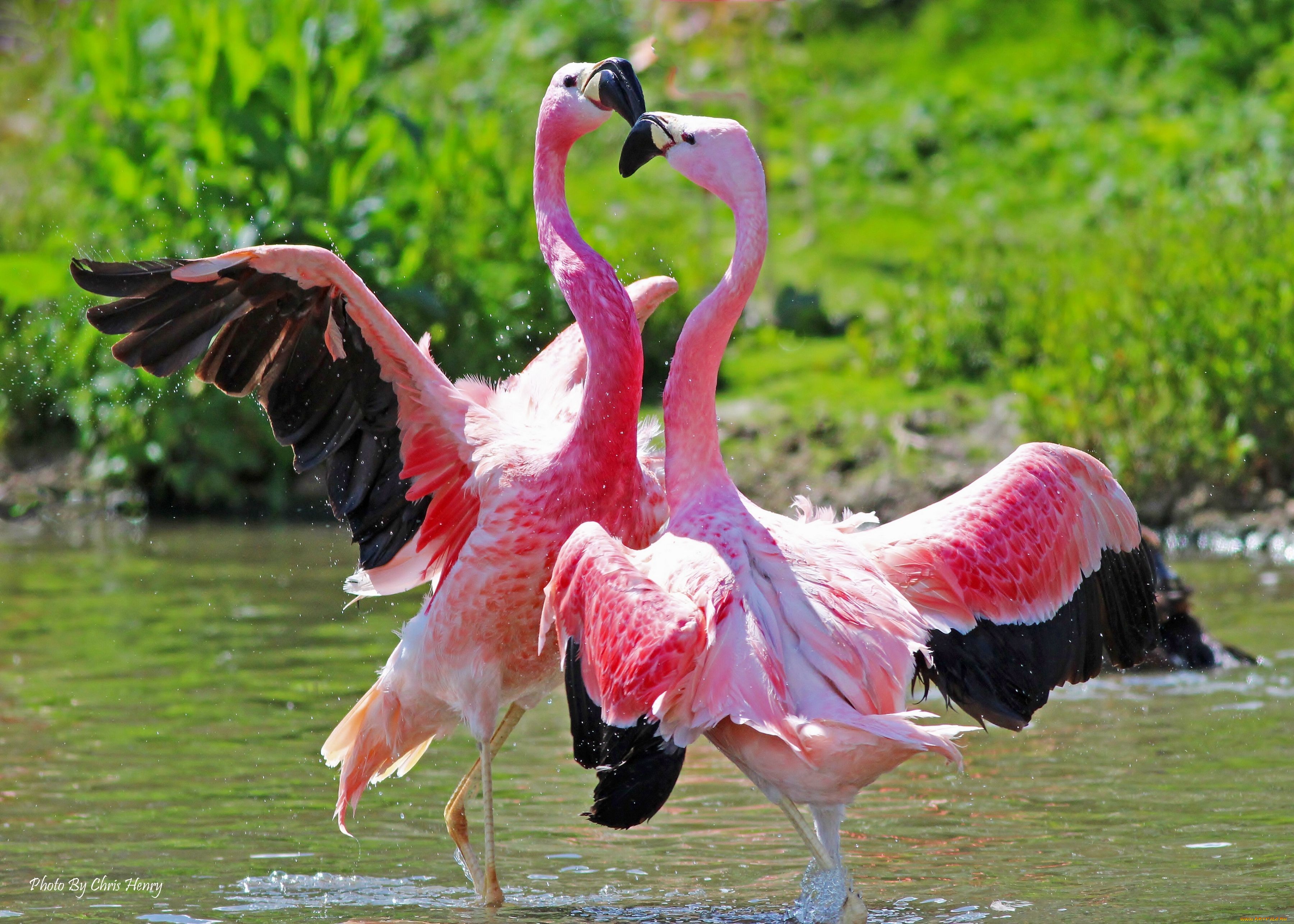 Брачные танцы животных. Африканский Фламинго. Андский Фламинго. Розовый Фламинго. Розовый Фламинго птица.
