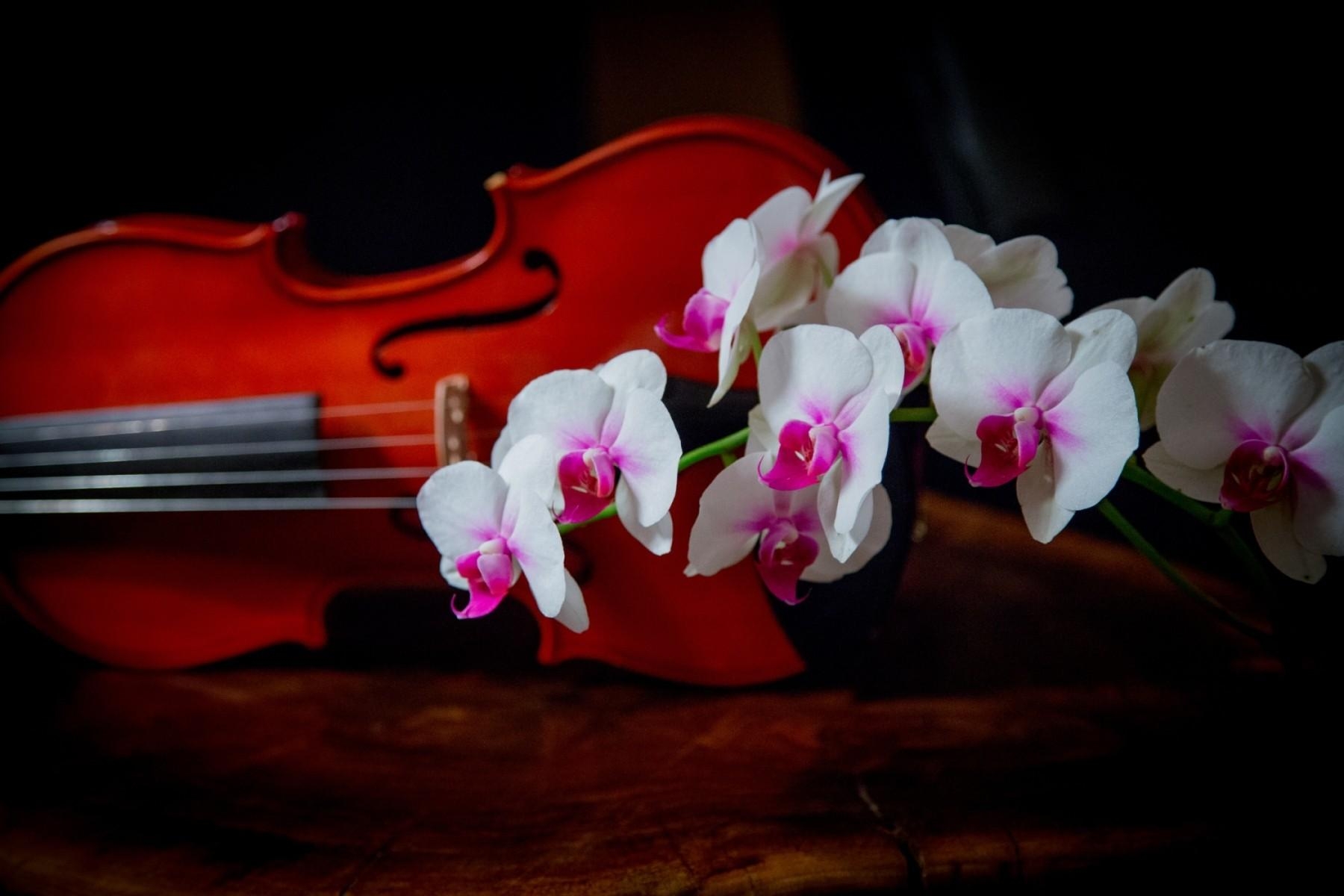 violin, flowers, branch, bicolor, orchid, two color