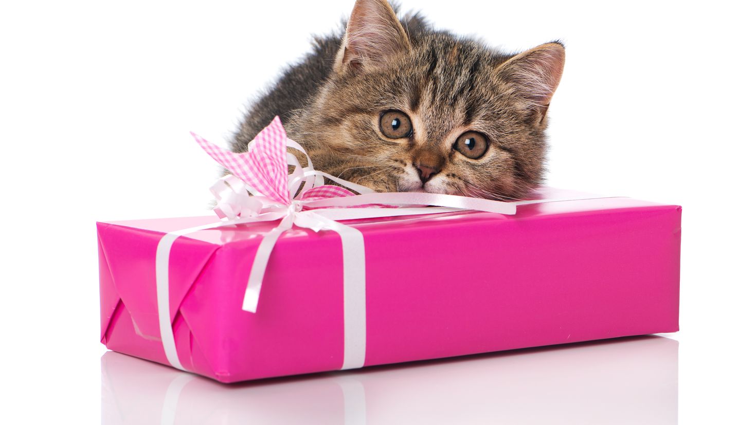 Сюрпризы кошки. Котенок с подарком. Котенок в подарочной коробке. Подарок для кошки. Котик дарит подарок.