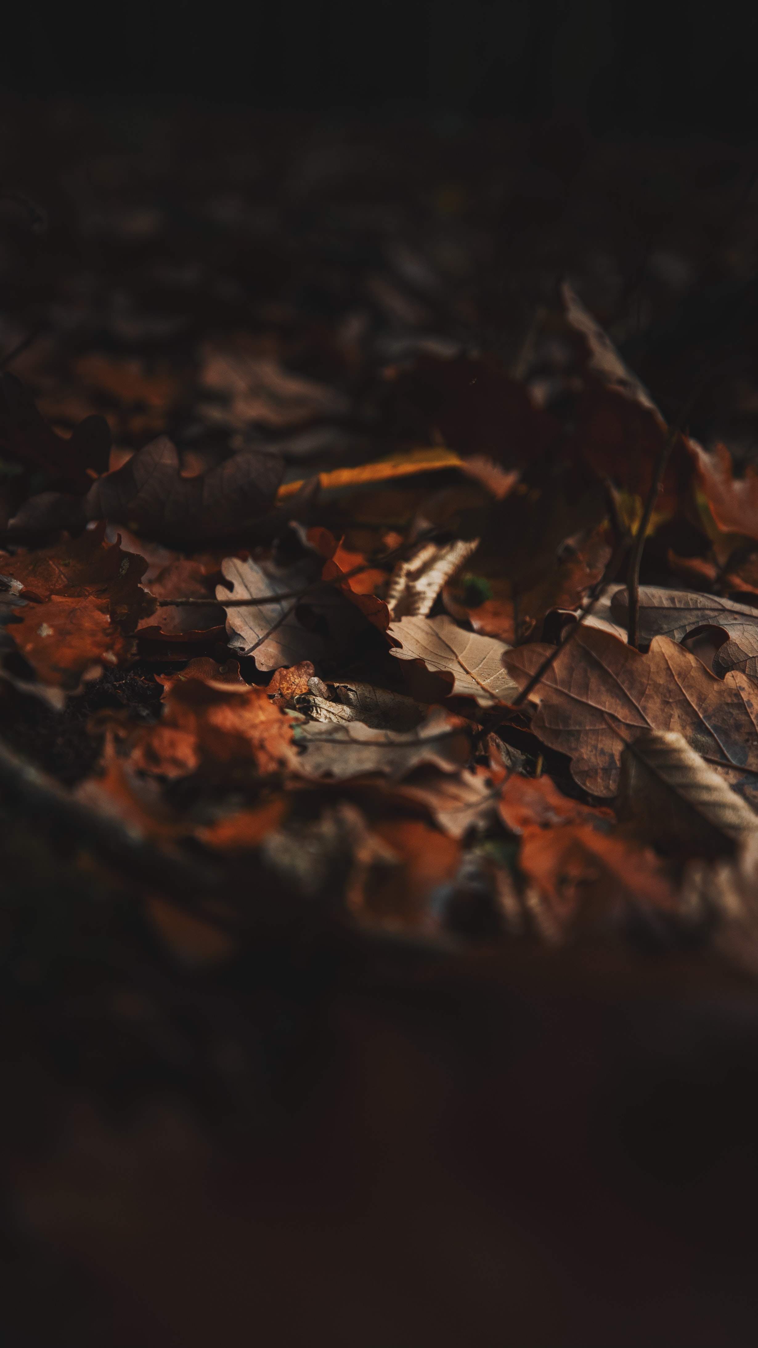 150445 скачать картинку осень, листья, макро, коричневый, сухой, опавшие листья - обои и заставки бесплатно