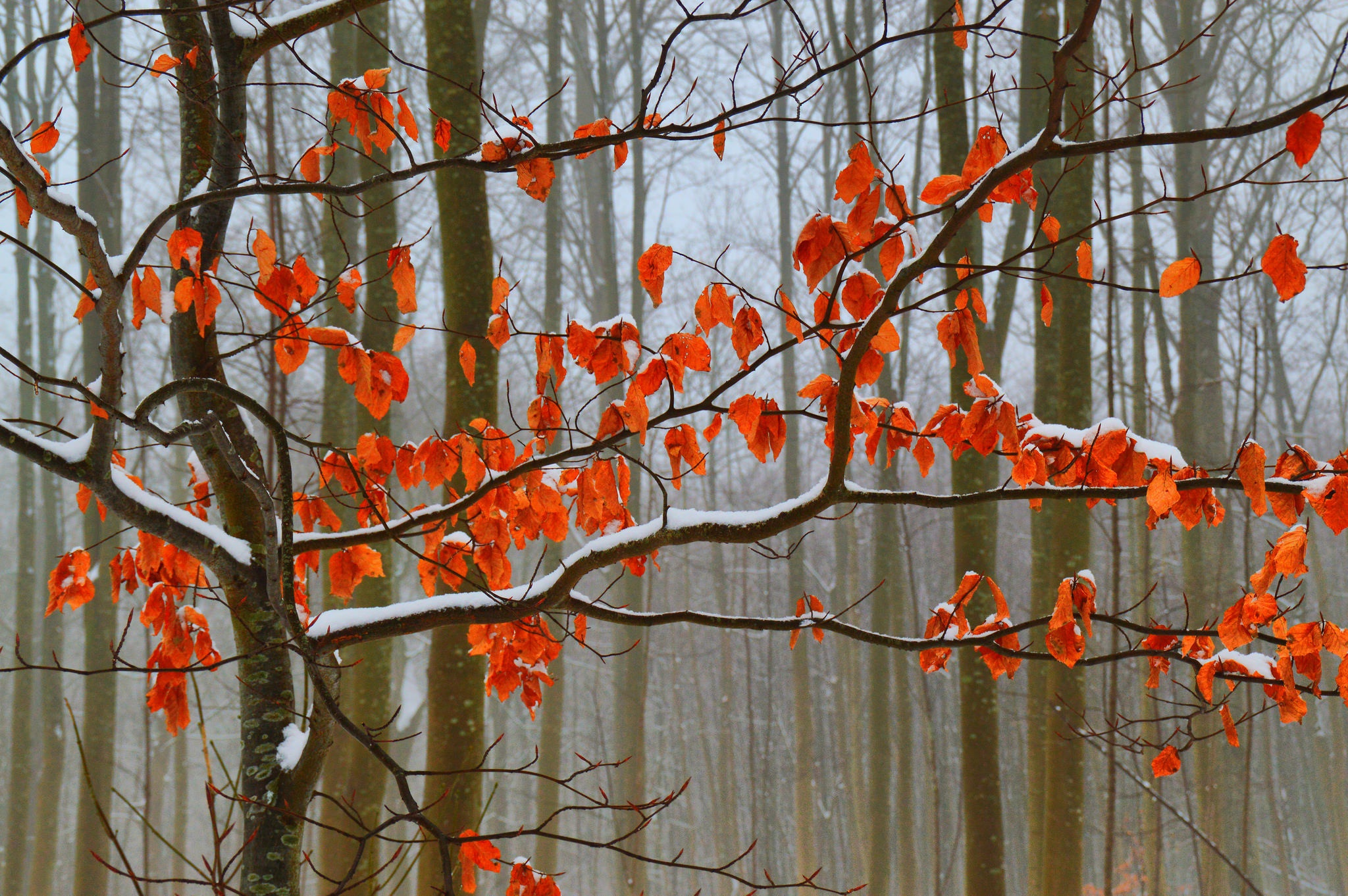 Листья деревьев в ноябре