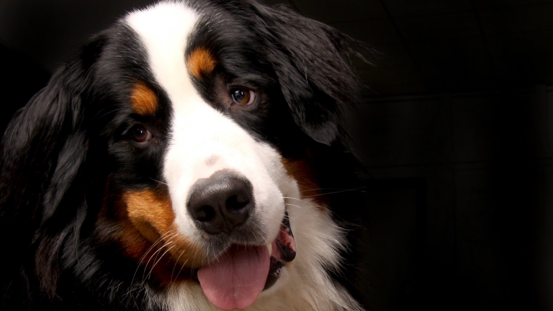 animal, sennenhund, bernese mountain dog, dog, face, muzzle, dogs wallpapers for tablet