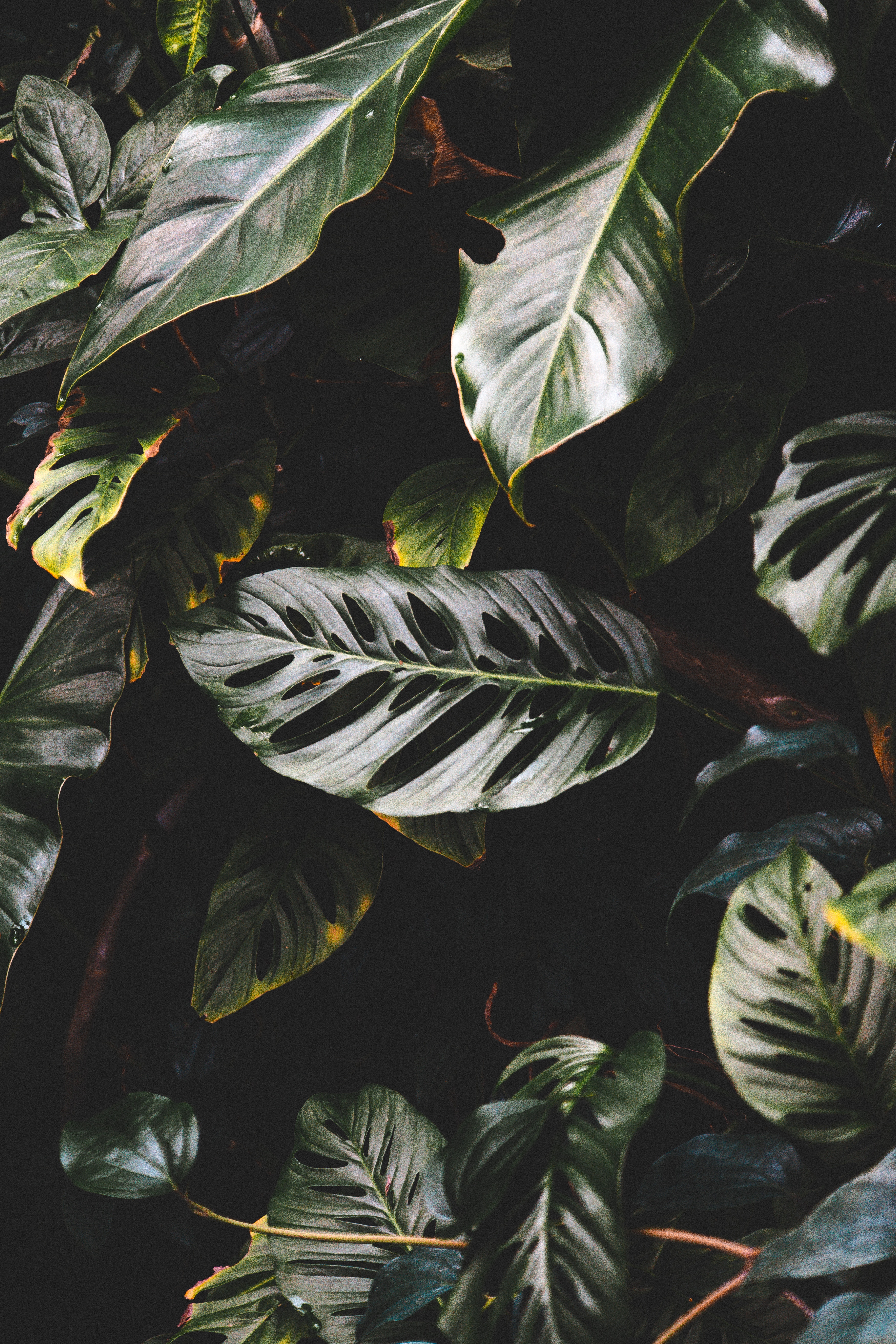 Laden Sie das Blätter, Makro, Tropisch, Tropischen, Exotisch, Glänzend, Pflanze, Dunkel-Bild kostenlos auf Ihren PC-Desktop herunter
