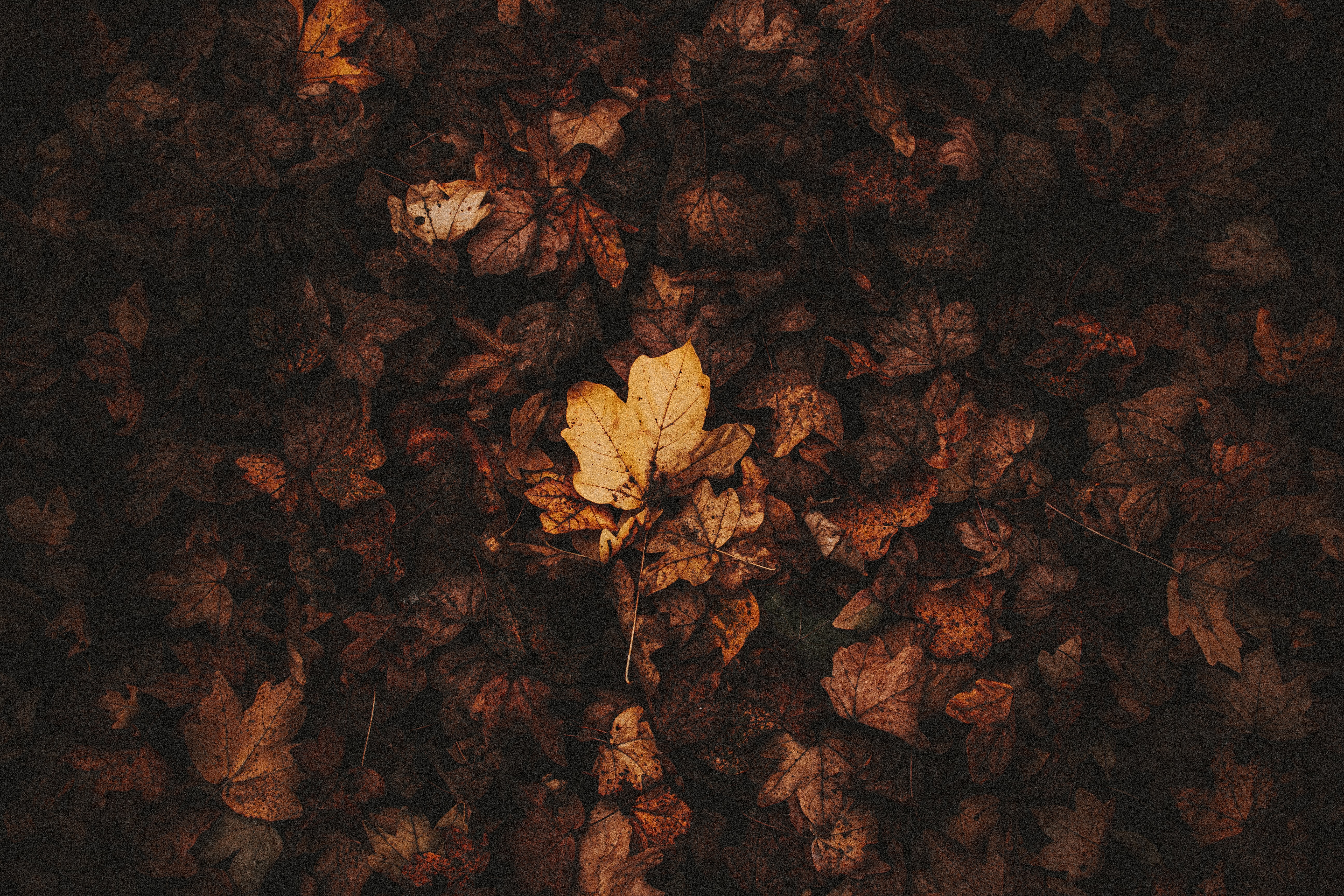 Free download wallpaper Autumn, Dry, Fallen Leaves, Brown, Macro, Leaves on your PC desktop