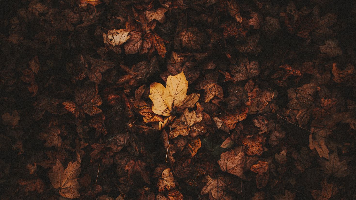 опавшие листья фото гиппенрейтера