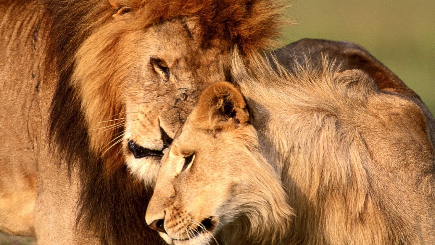 Как понравиться льву. Львы любовь. Лев и львица любовь. Настоящий Лев. Лев и бык.